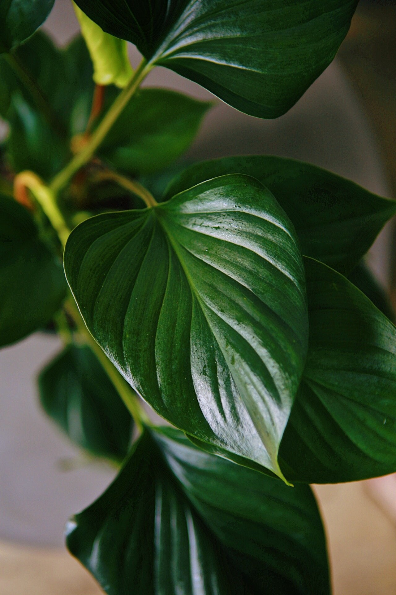 Moving With Plants