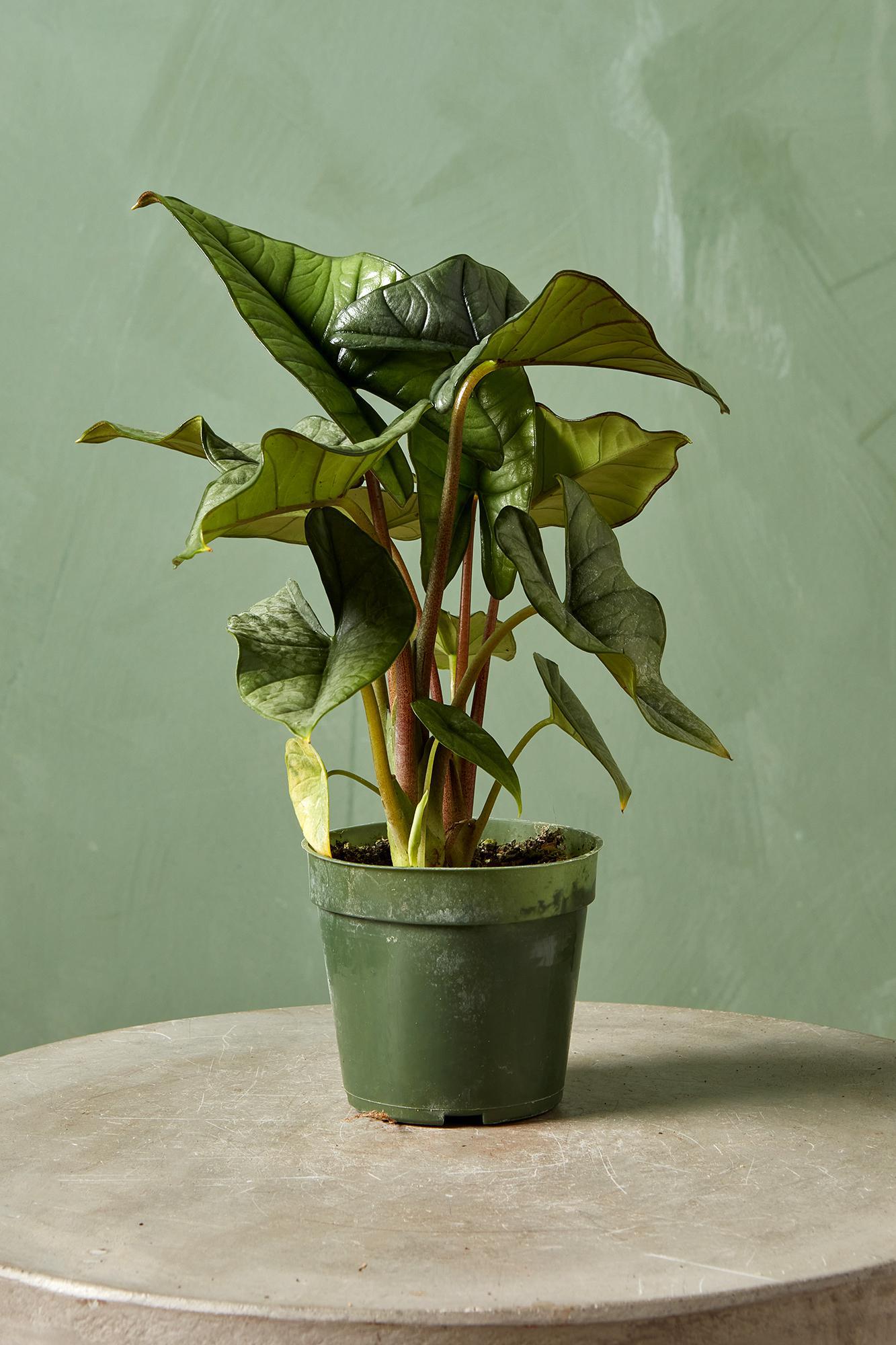 Alocasia 'Platinum'