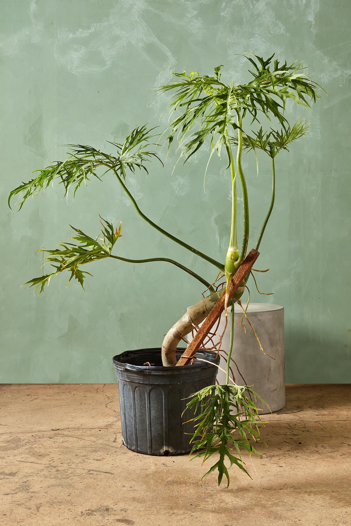 Philodendron warscewiczii