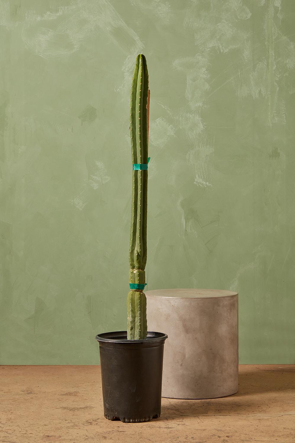San Pedro Cactus