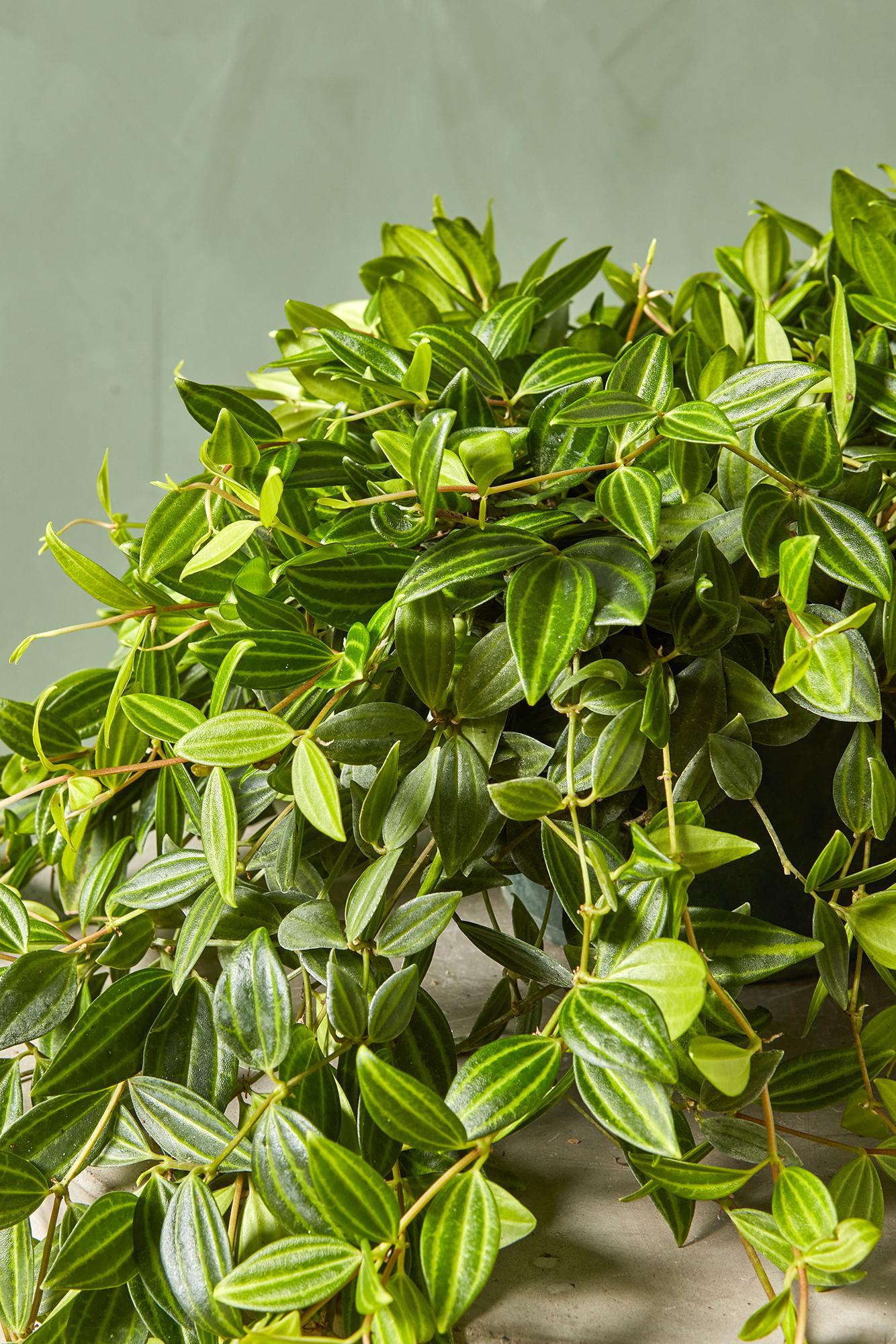 Peperomia puteolata