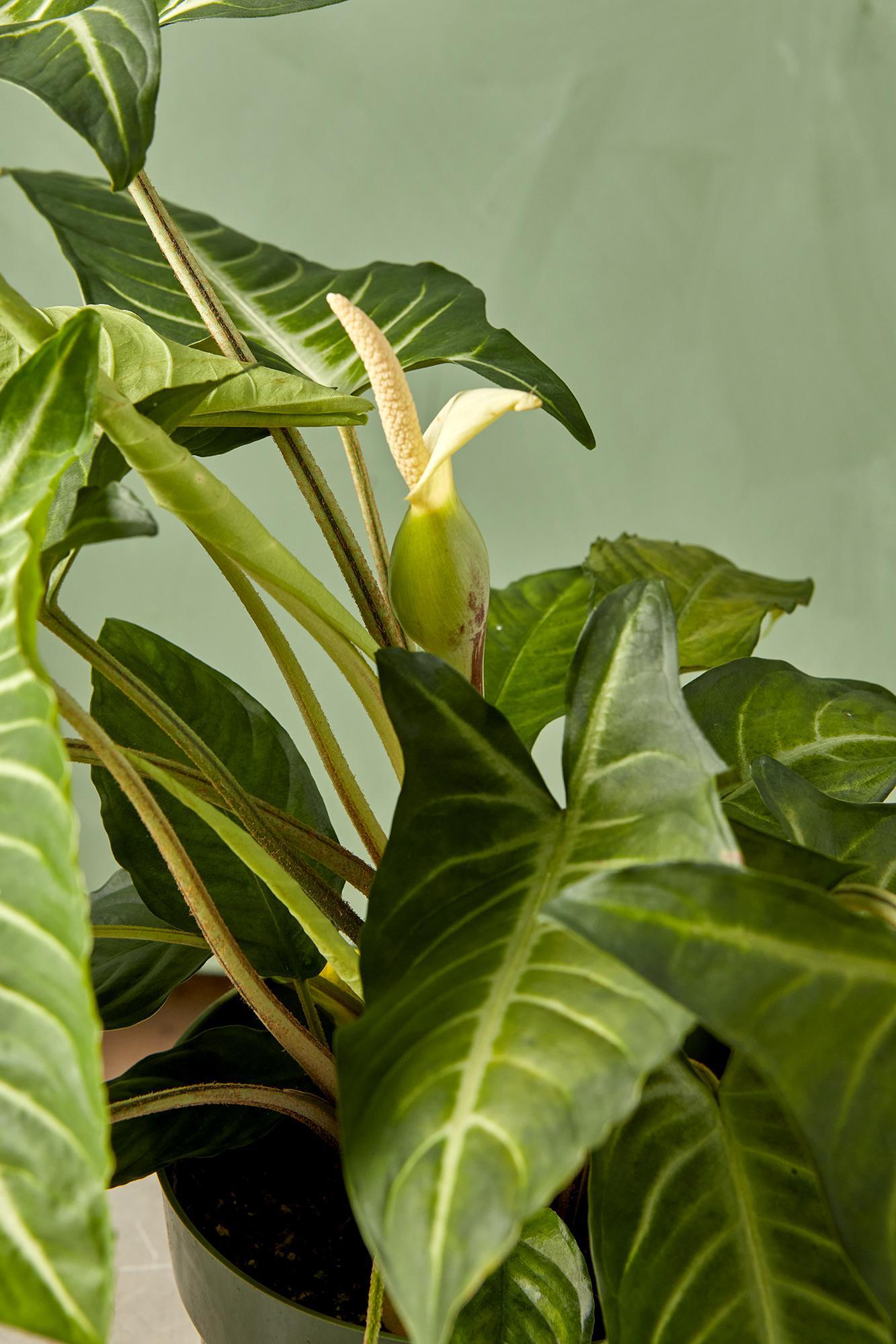 Caladium lindenii