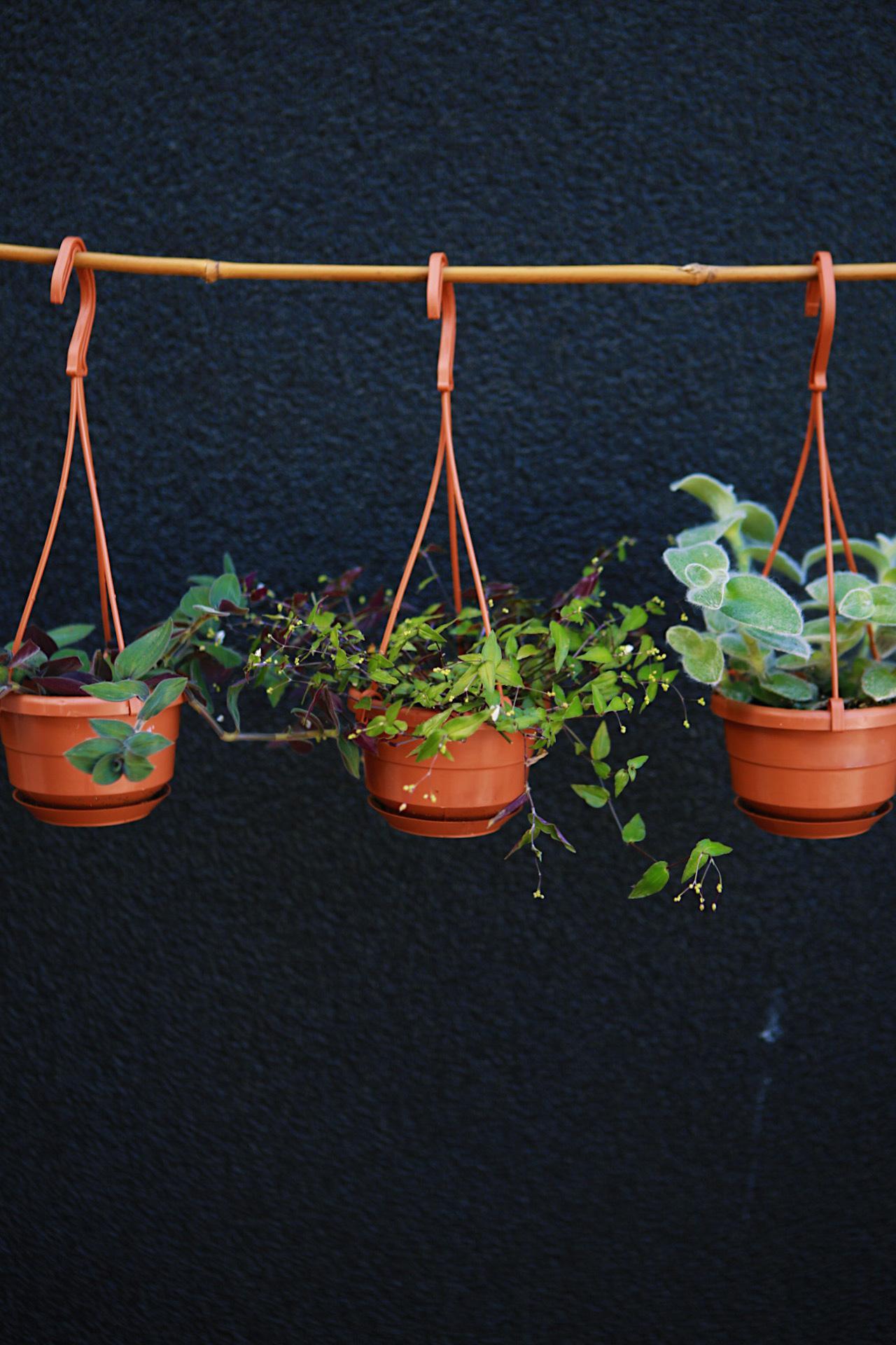 Assorted Tradescantia