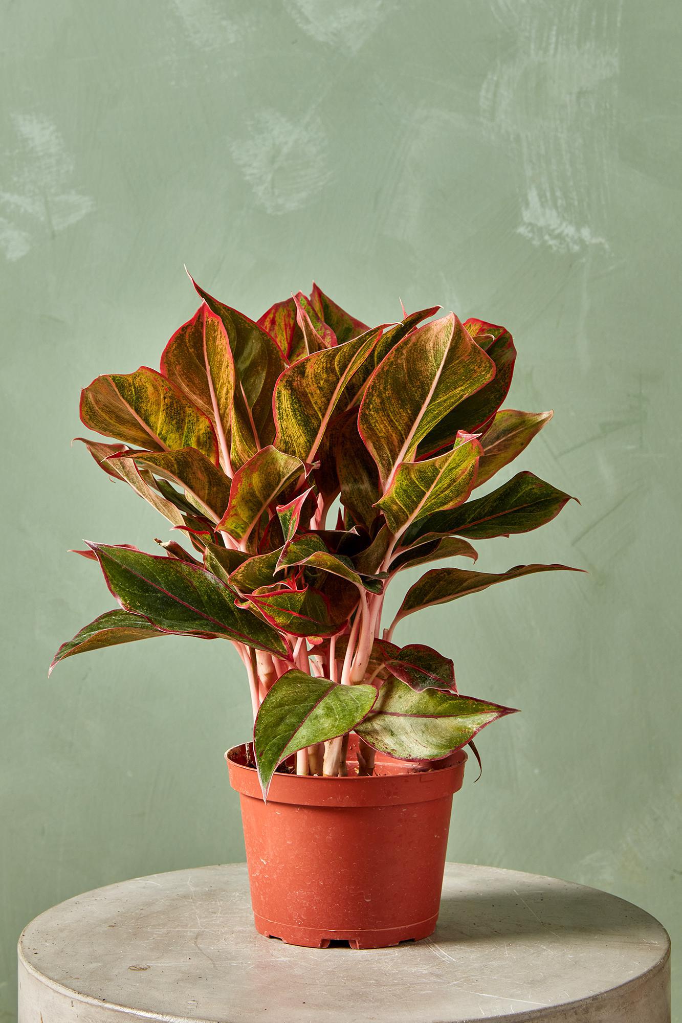 Aglaonema 'Mischa'