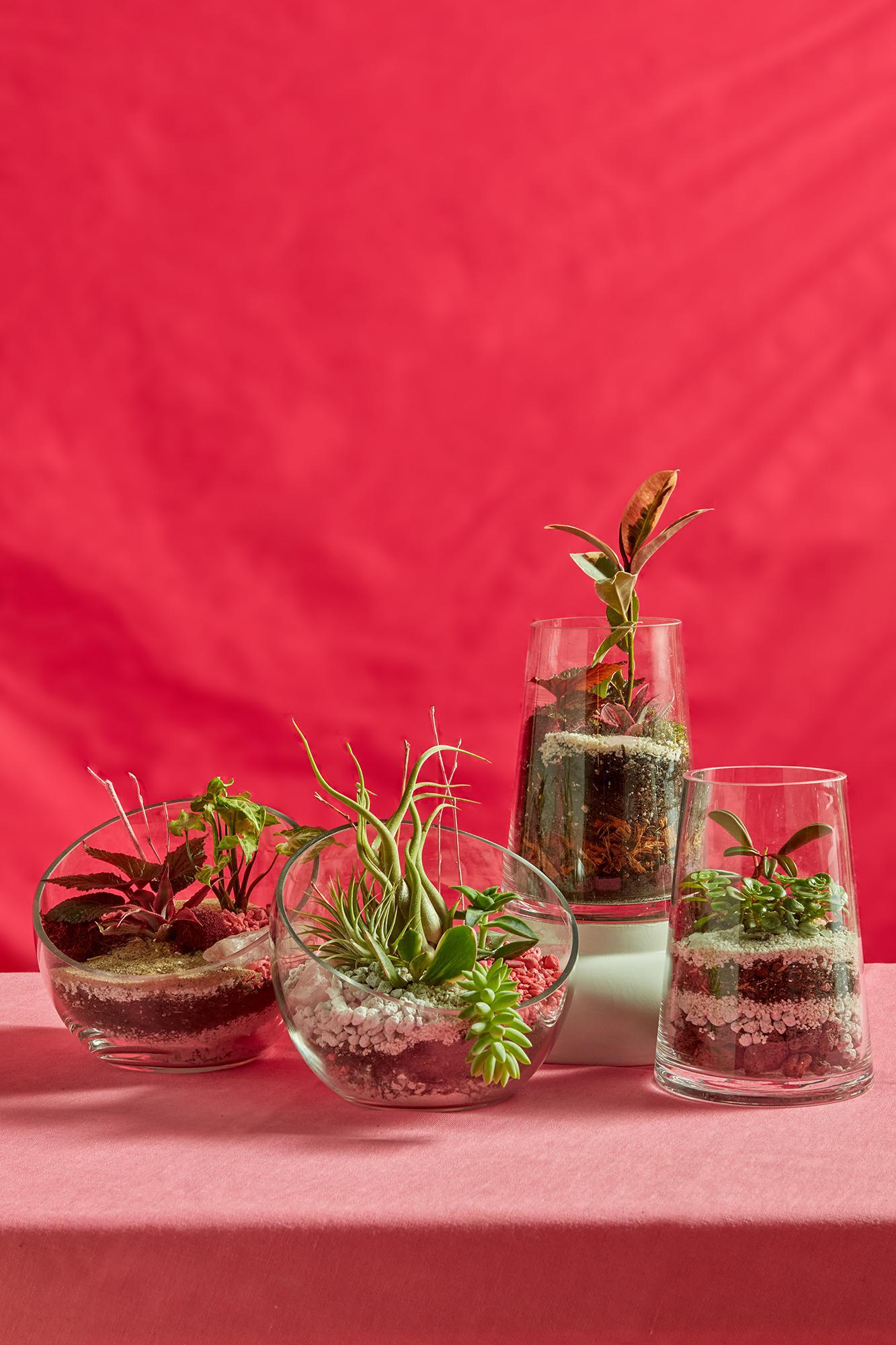 Valentine Terrarium