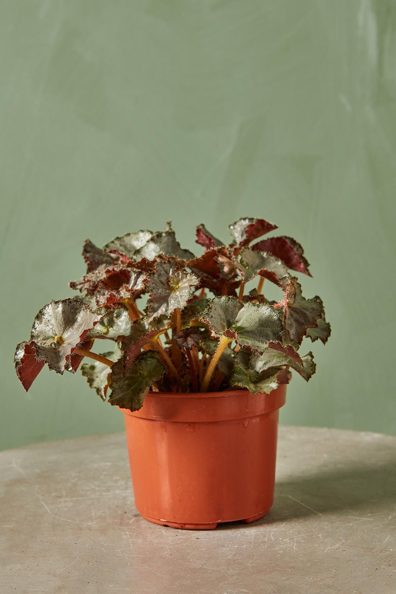 Rex Begonia 'Five and Dime'