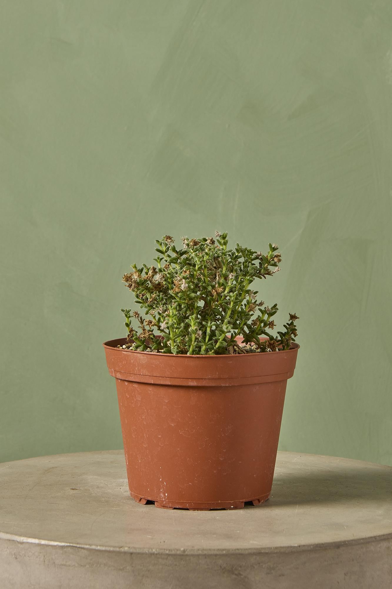 Miniature Desert Rose