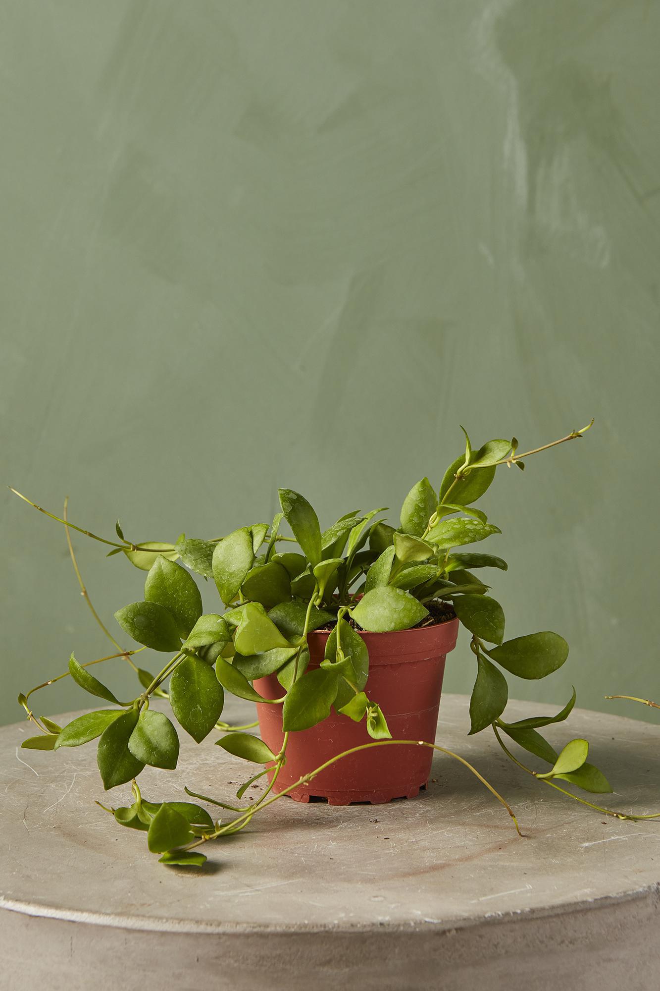 Hoya 'Heuschkeliana Green'