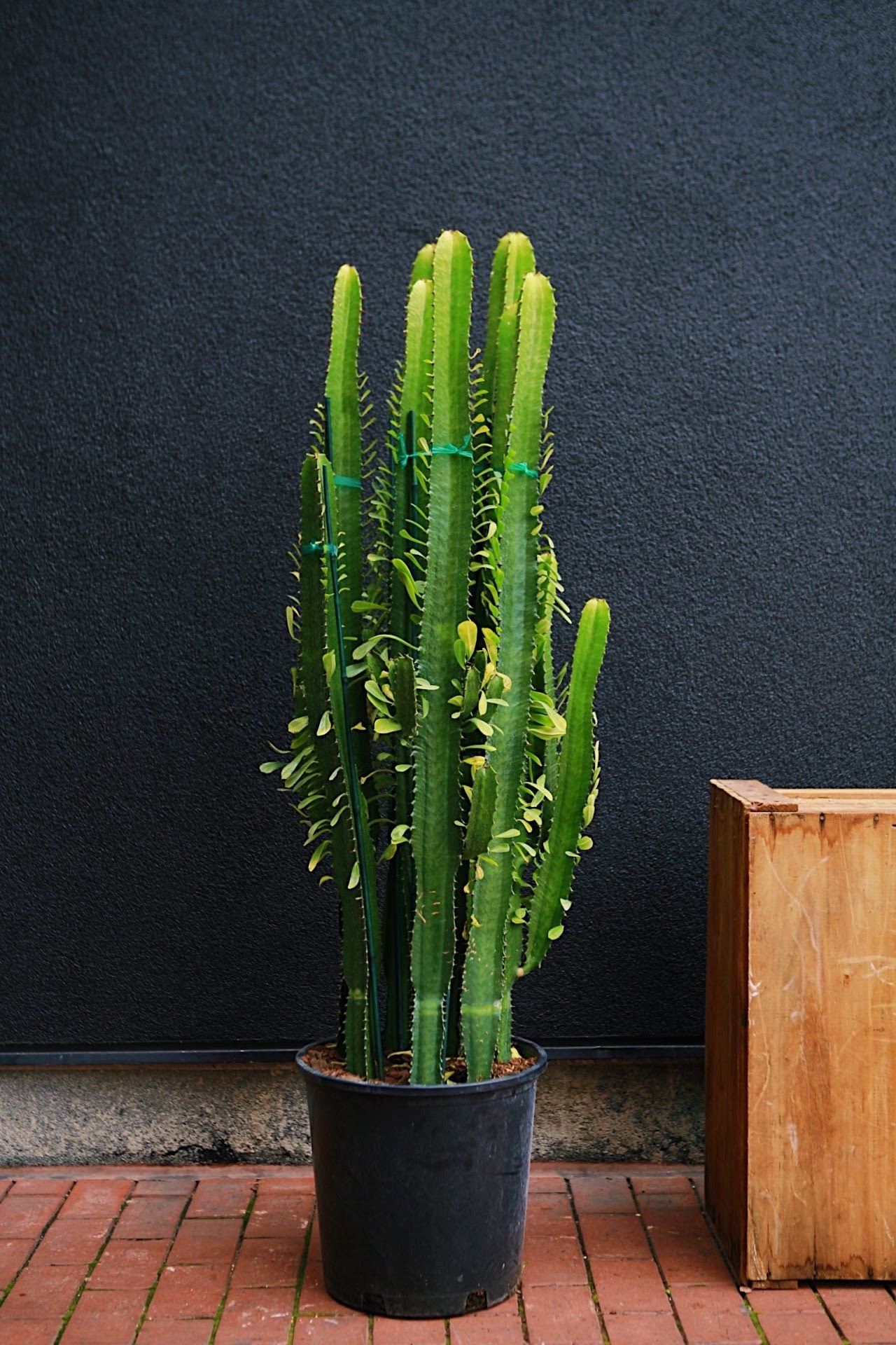 Euphorbia acrurensis