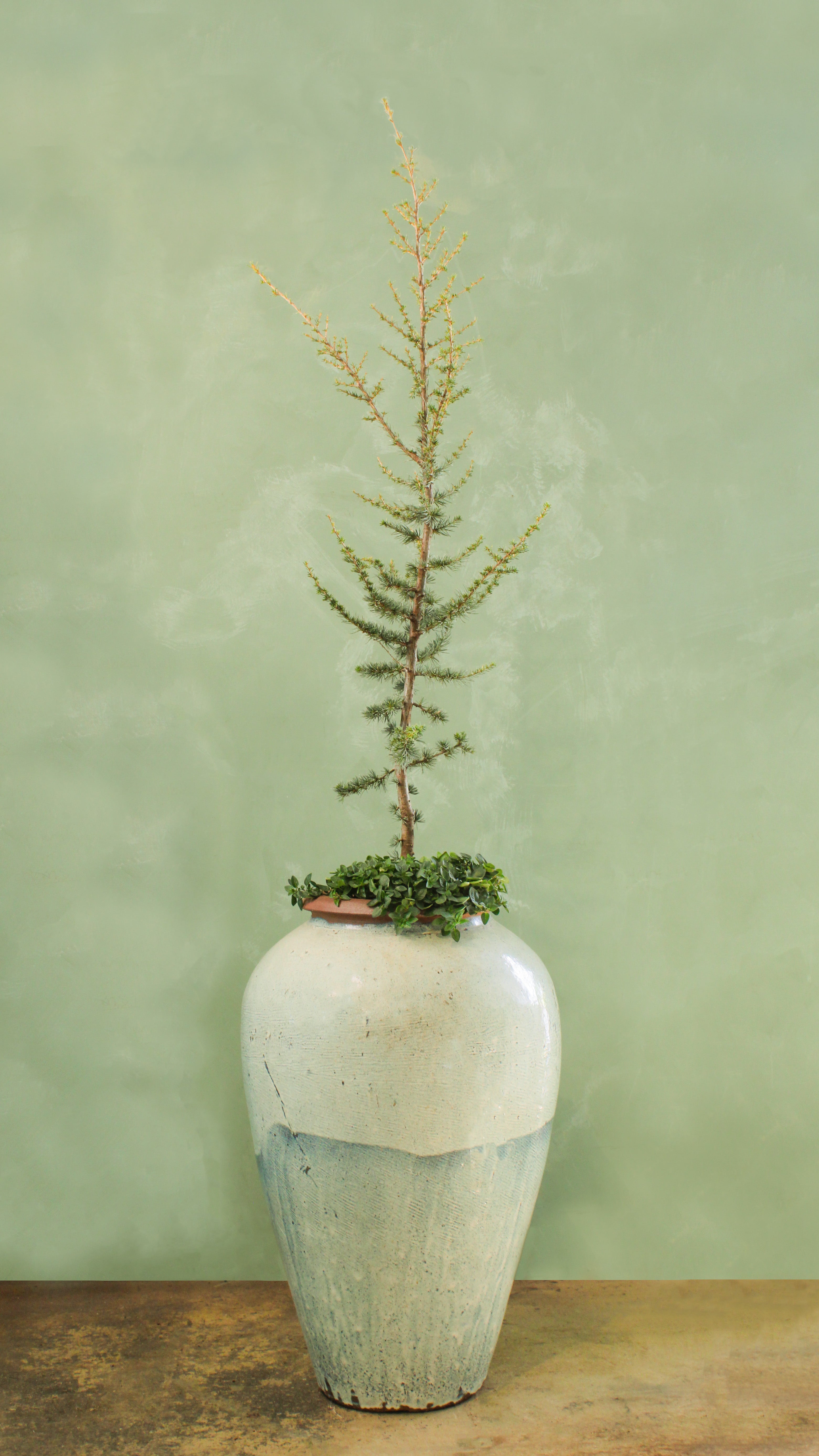 Blue Atlas Cedar