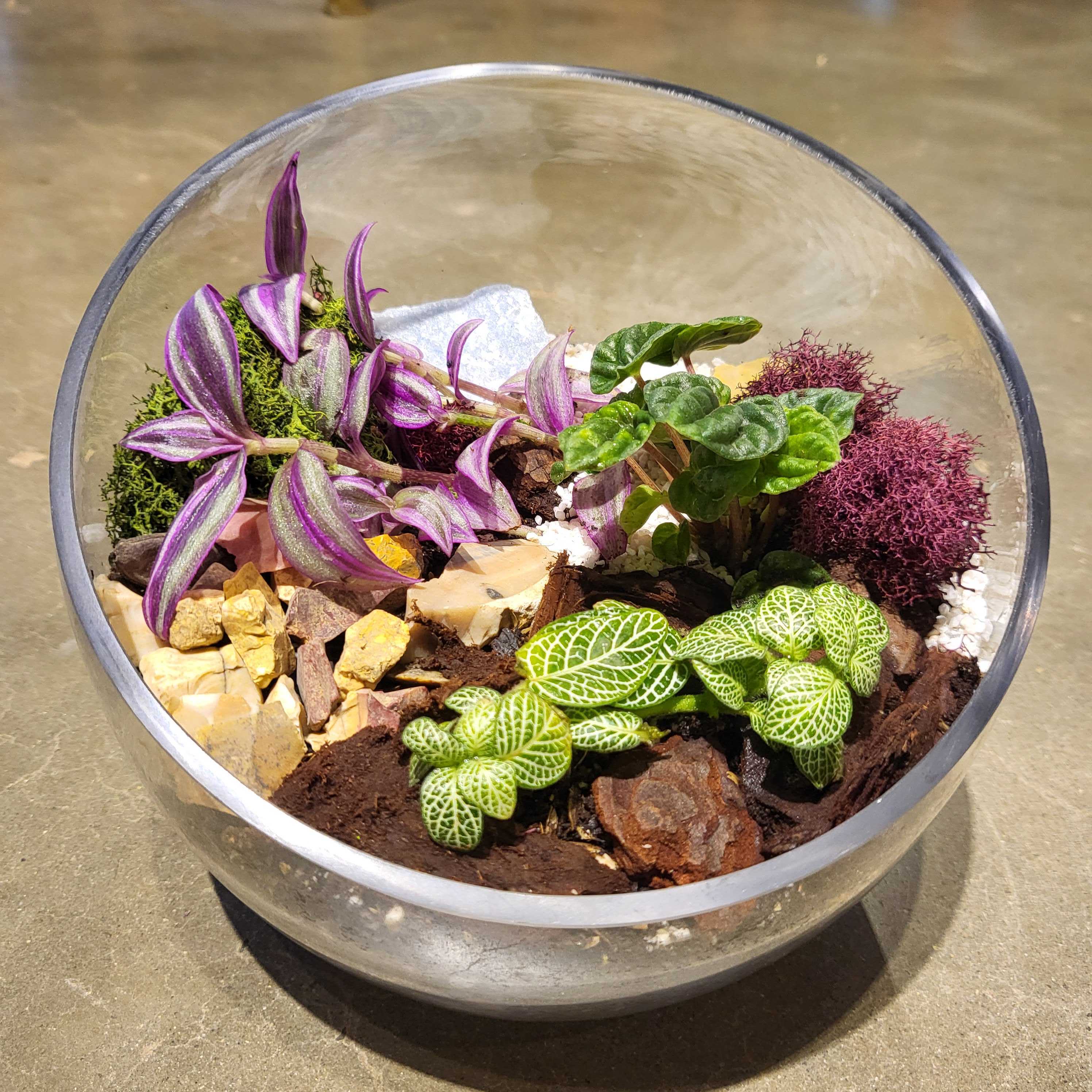 Tropical Terrarium at RW Shaw 11/17 @ 7PM