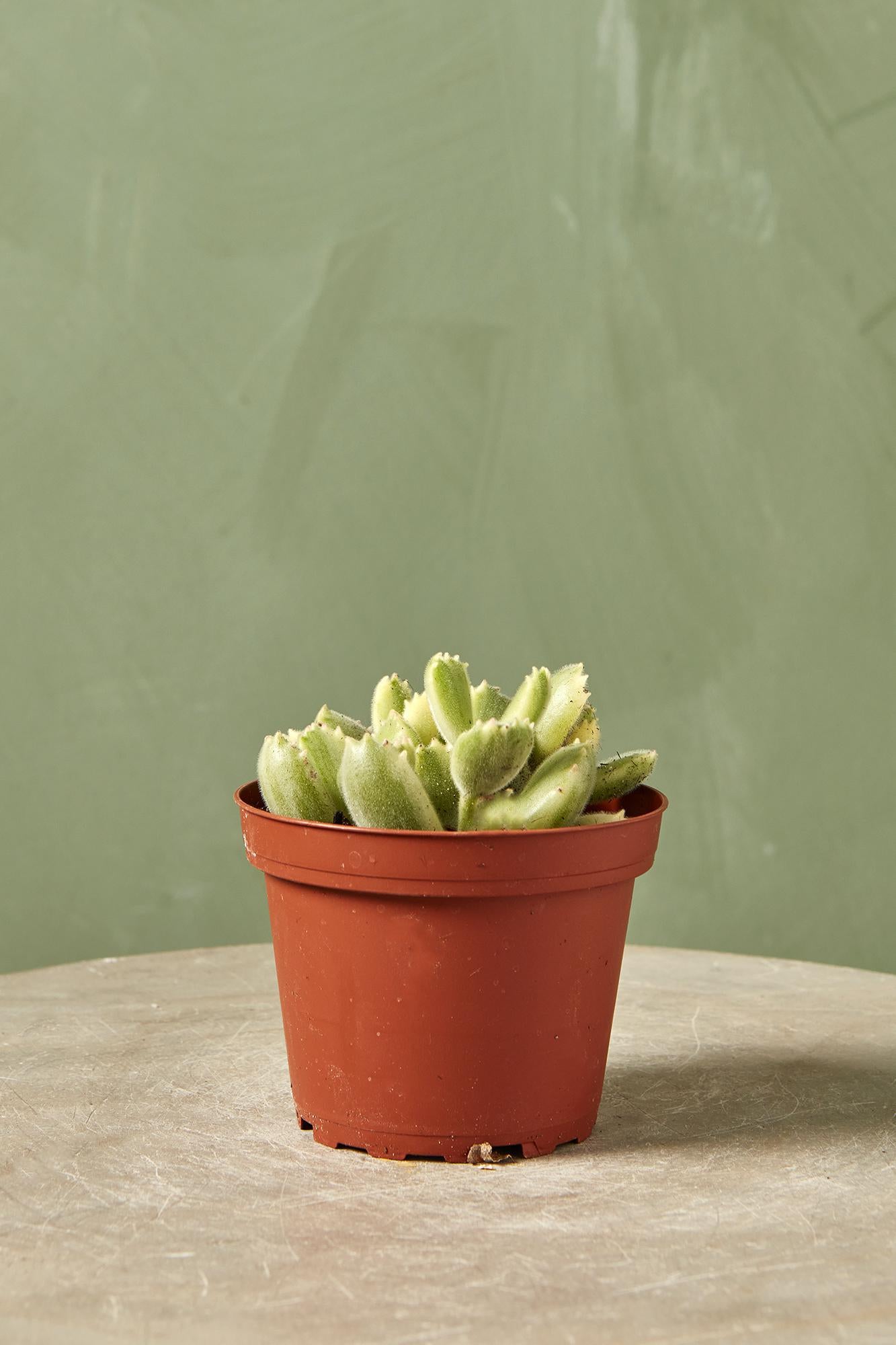 Cotyledon 'Bear Paw'