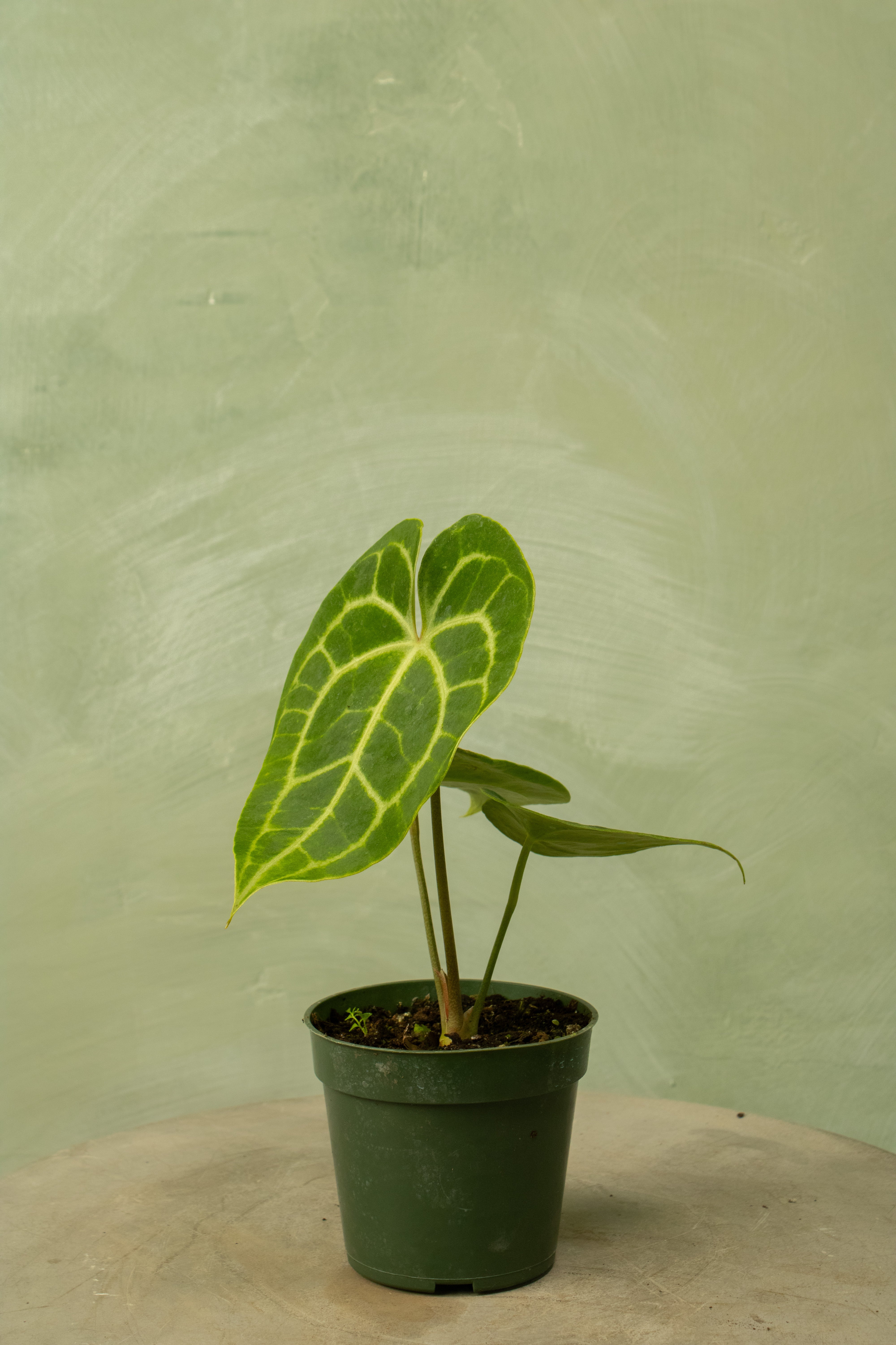 Anthurium clarinervium (hybrid)