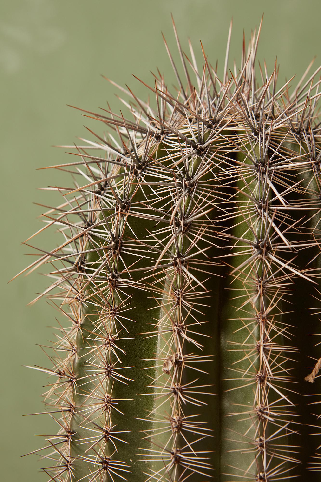 Golden Saguaro