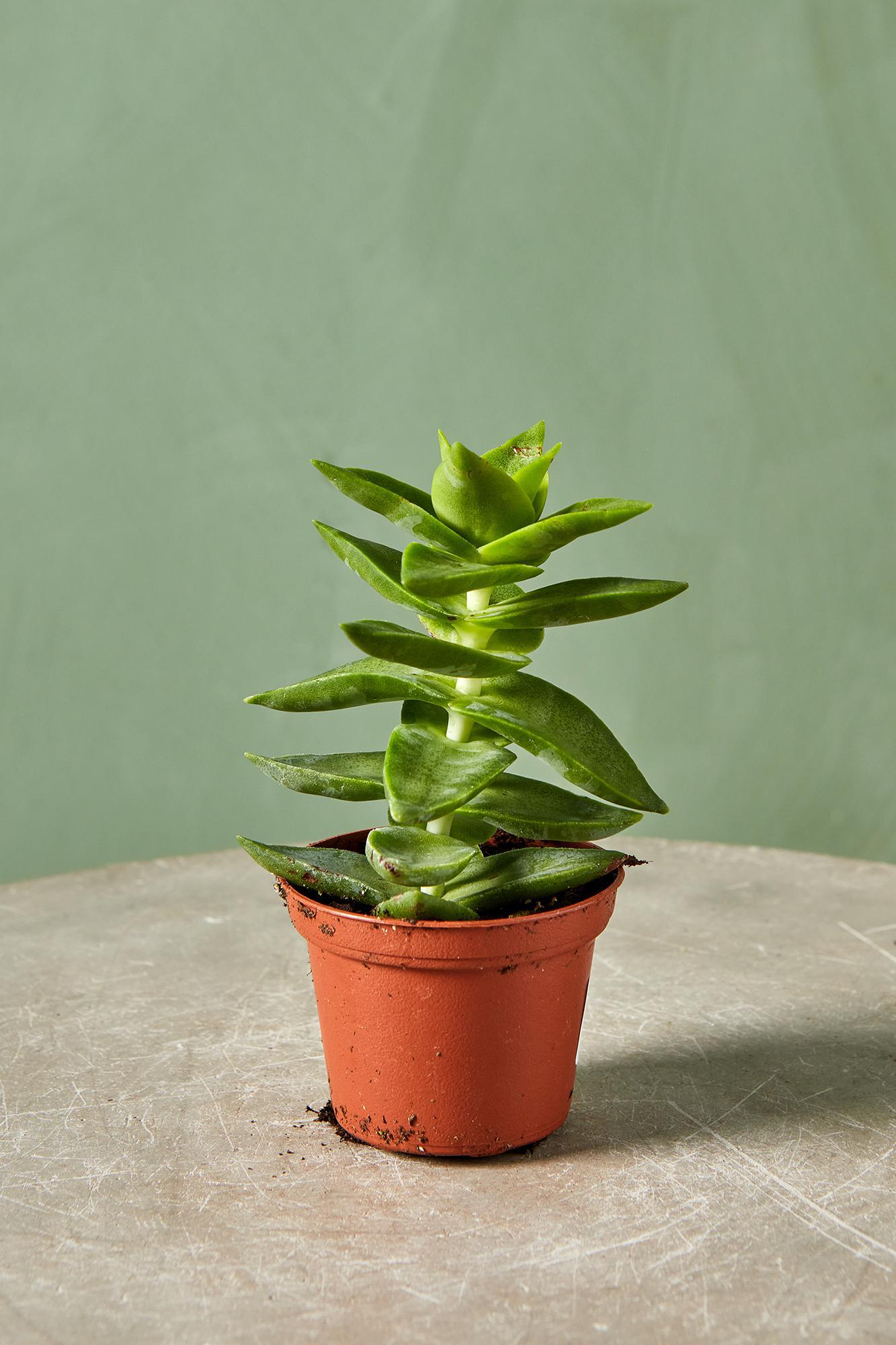Crassula perforata 'Starshine'