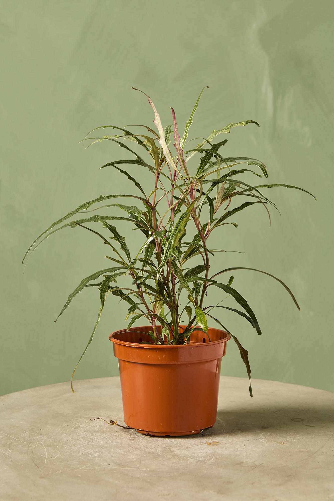 Twilight Orchid Plant