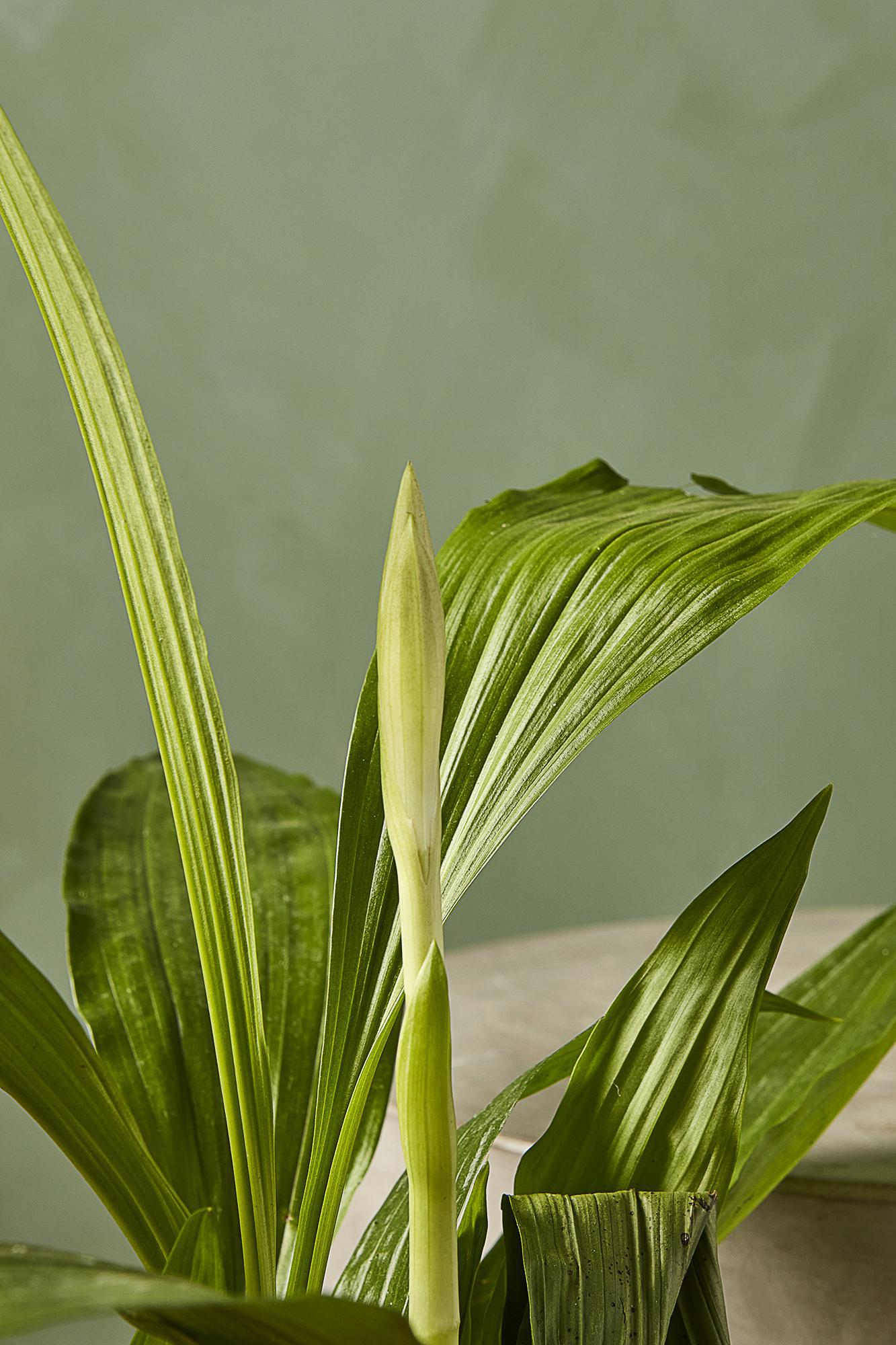 Phaius Orchid
