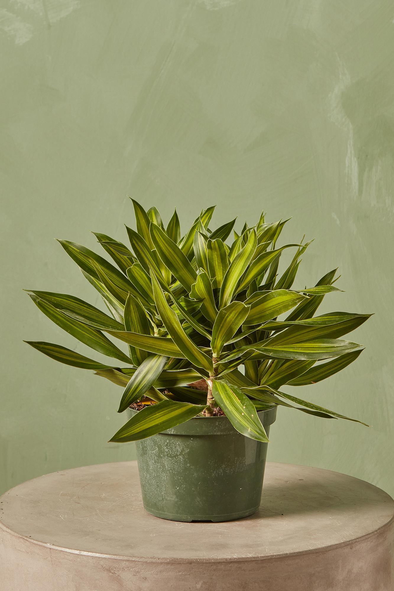 Dracaena Reflexa 'Song of Jamaica'