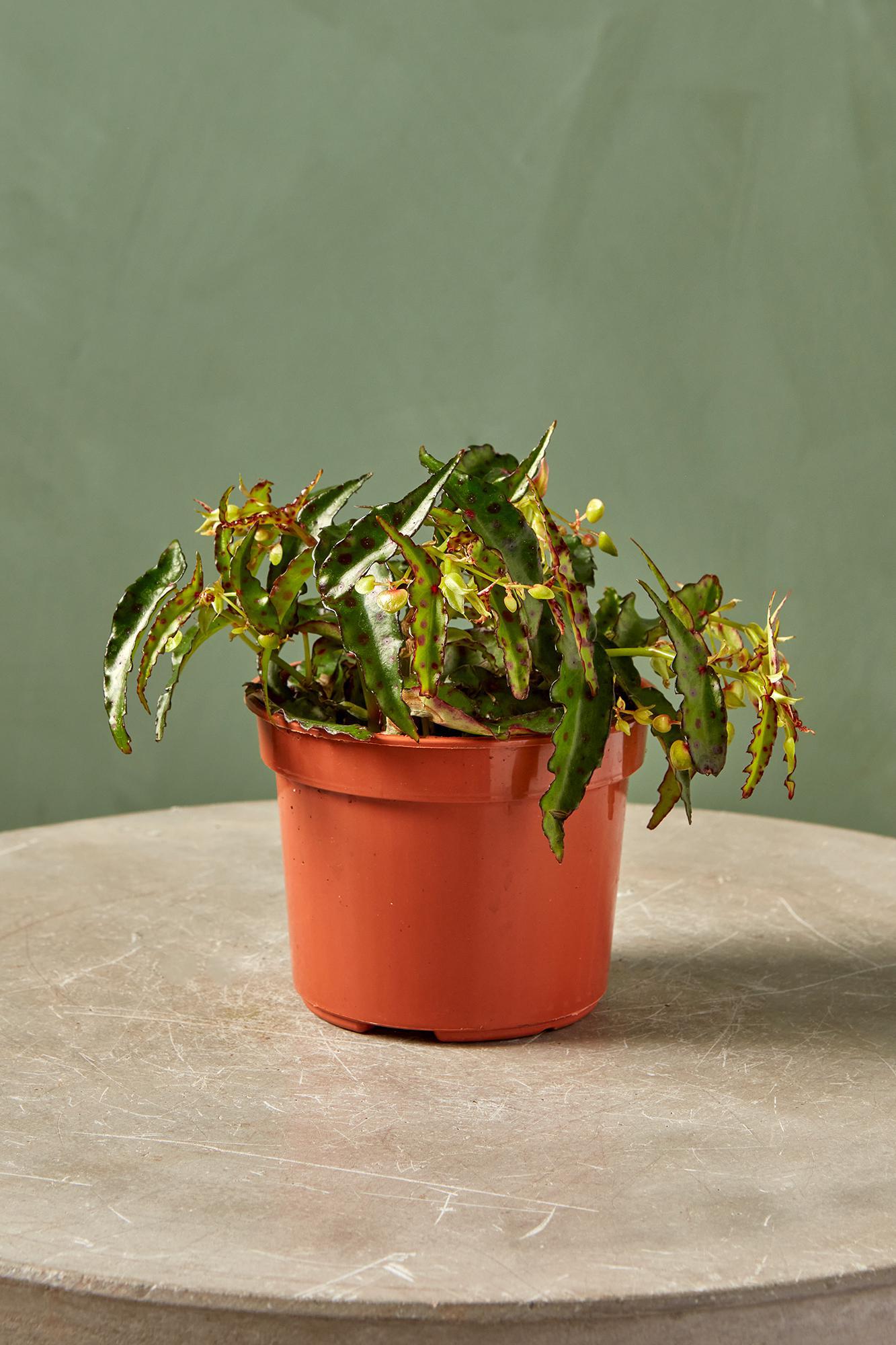 Begonia 'Spotted Lizard'