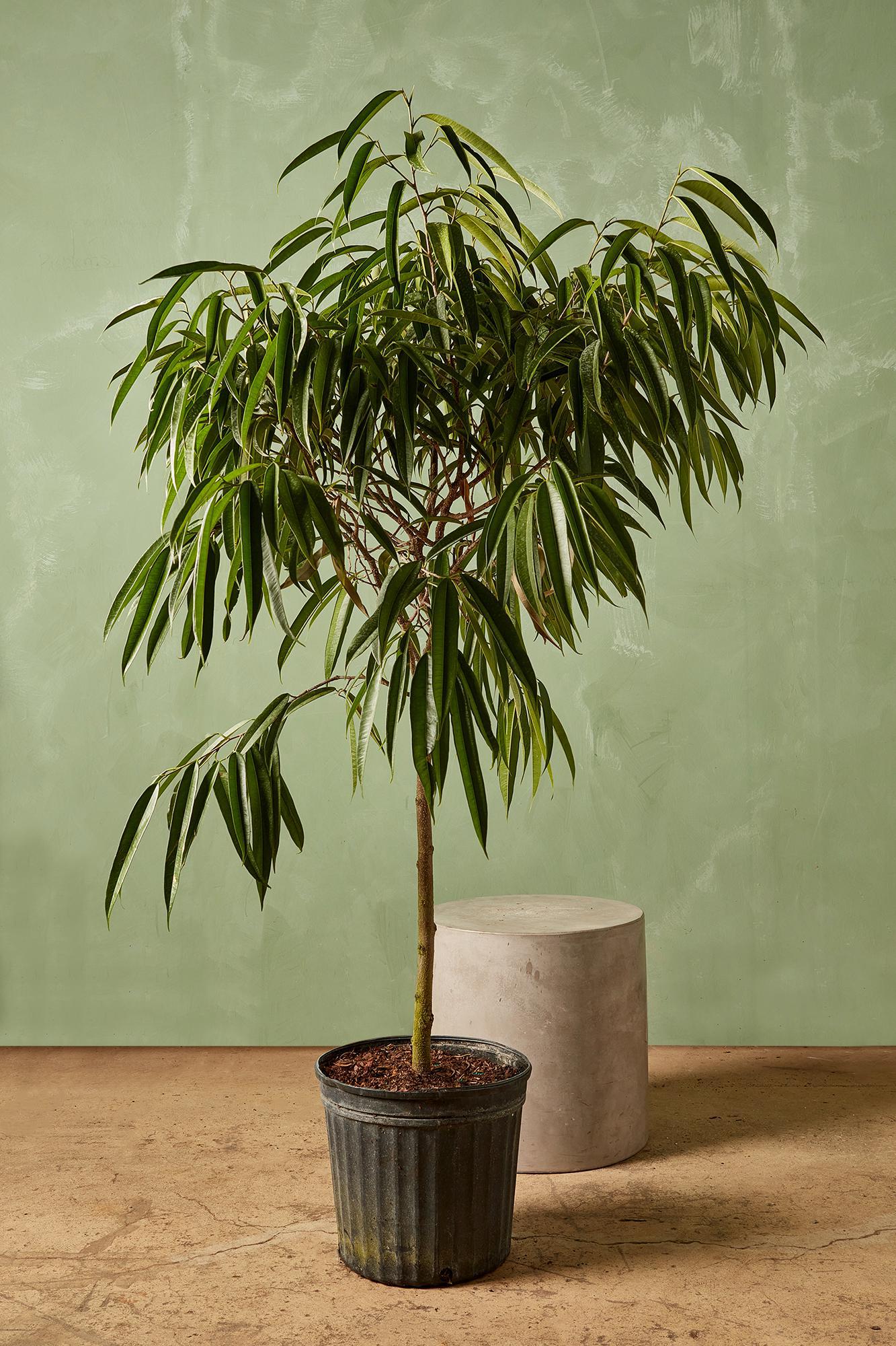 Ficus 'Alii'