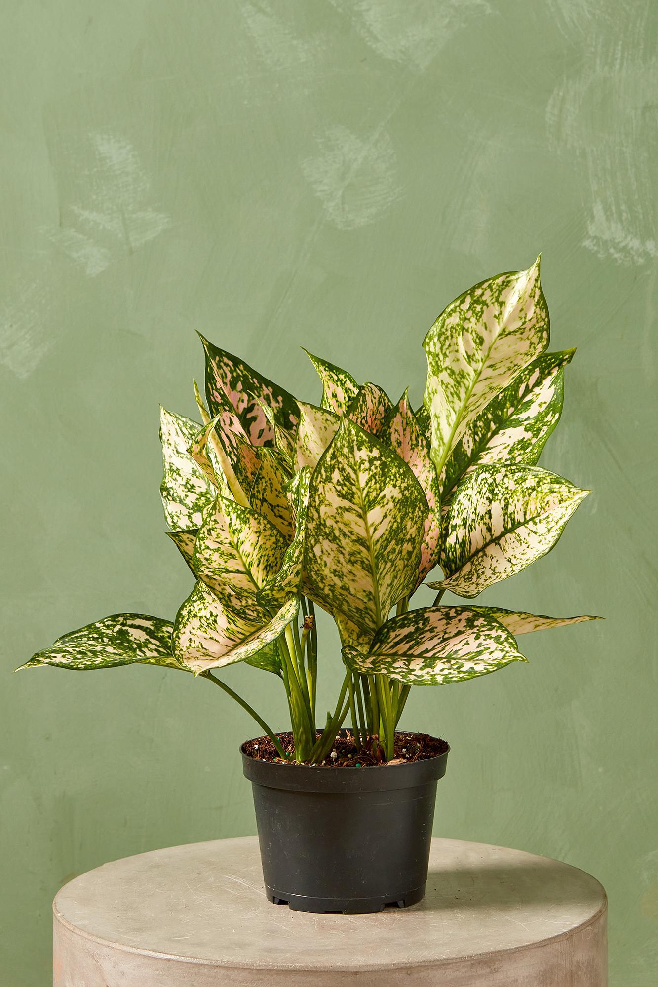 Aglaonema 'Pink Princess'