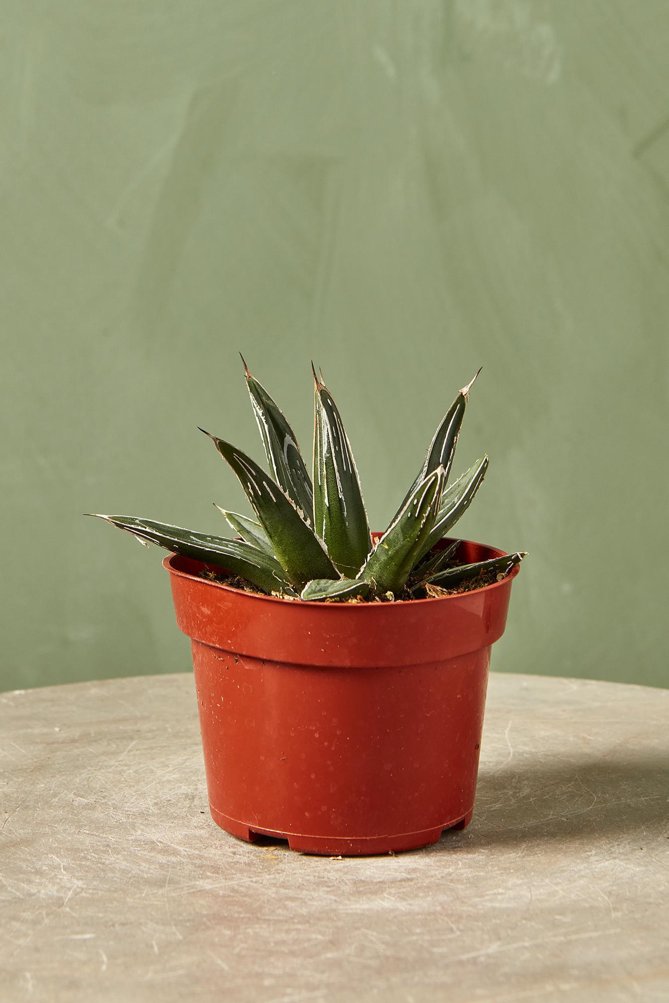 Queen Victoria Agave
