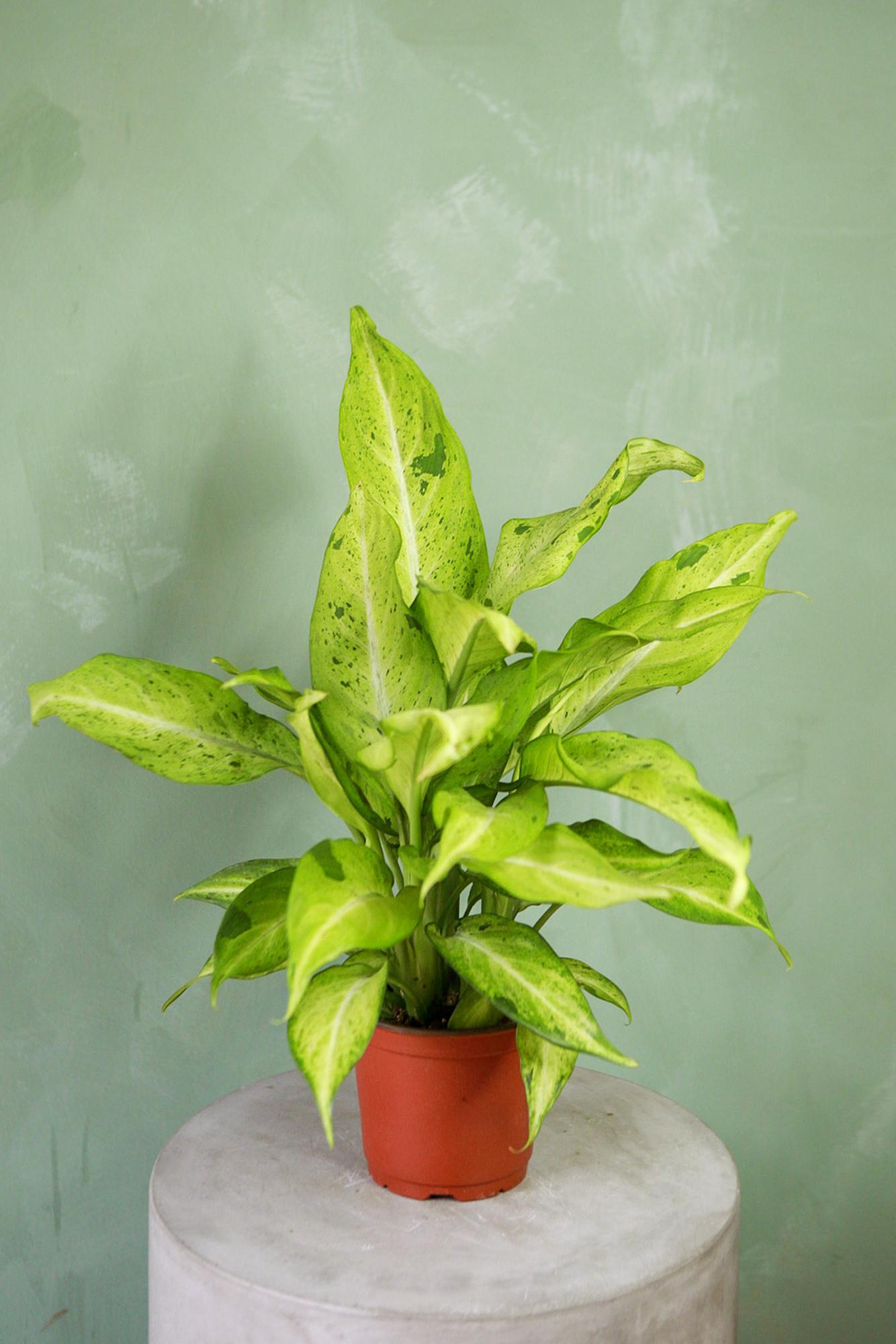 Dieffenbachia 'Camouflage'