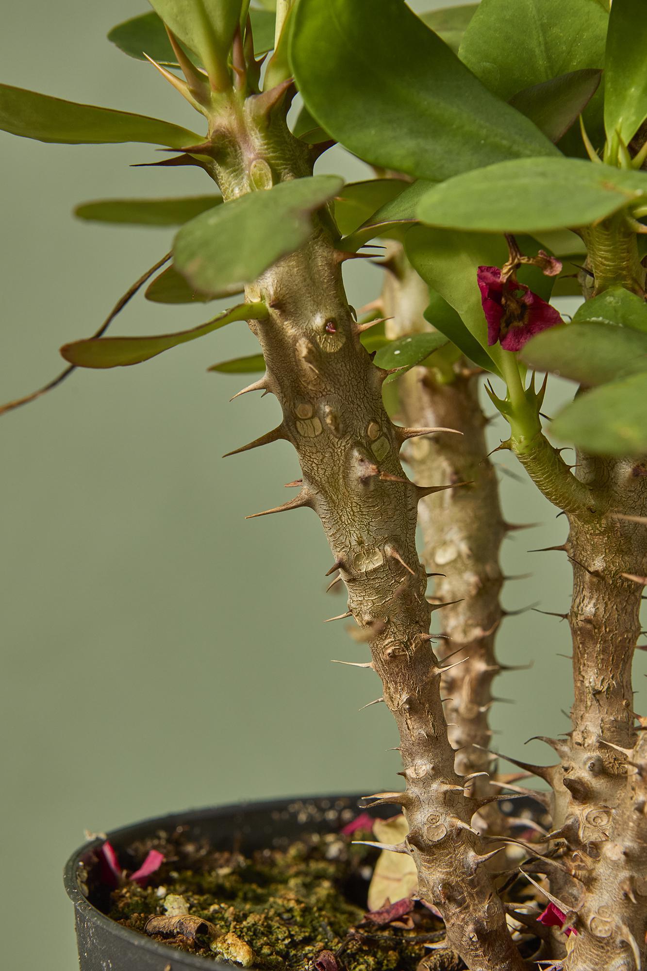 Crown of Thorns