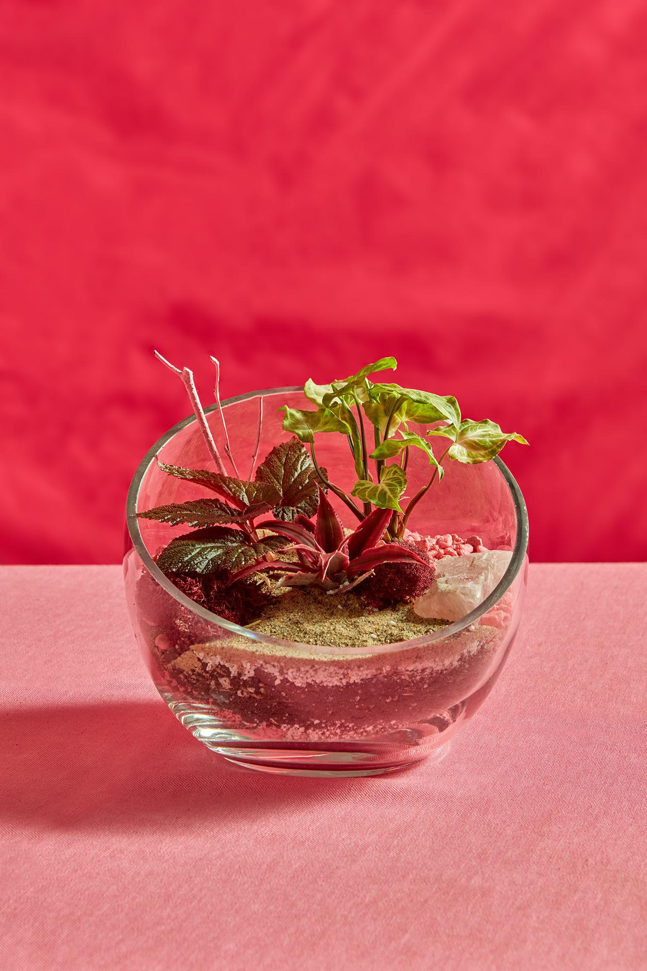 Valentine Terrarium