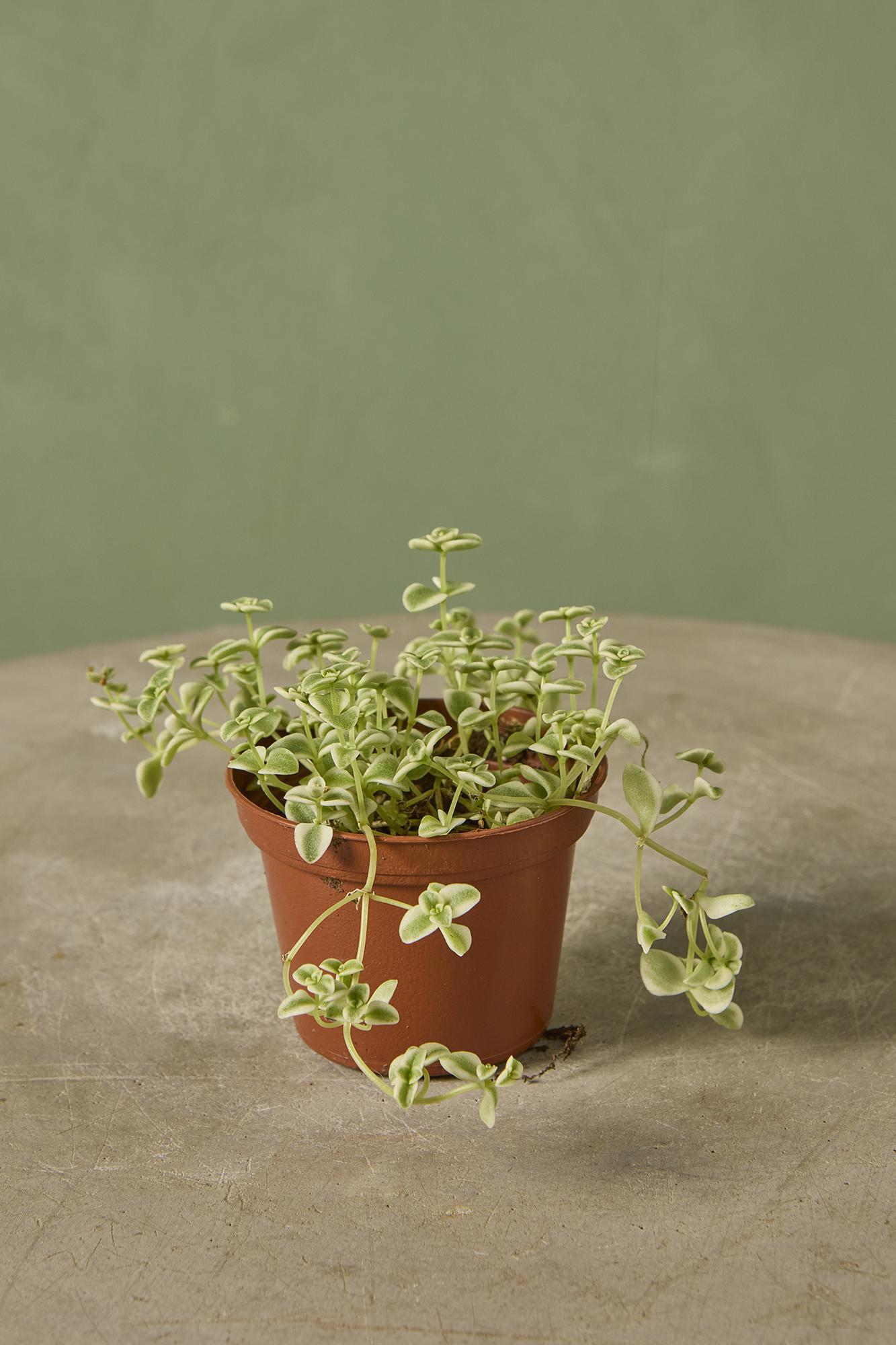 Sedum 'Little Missy'