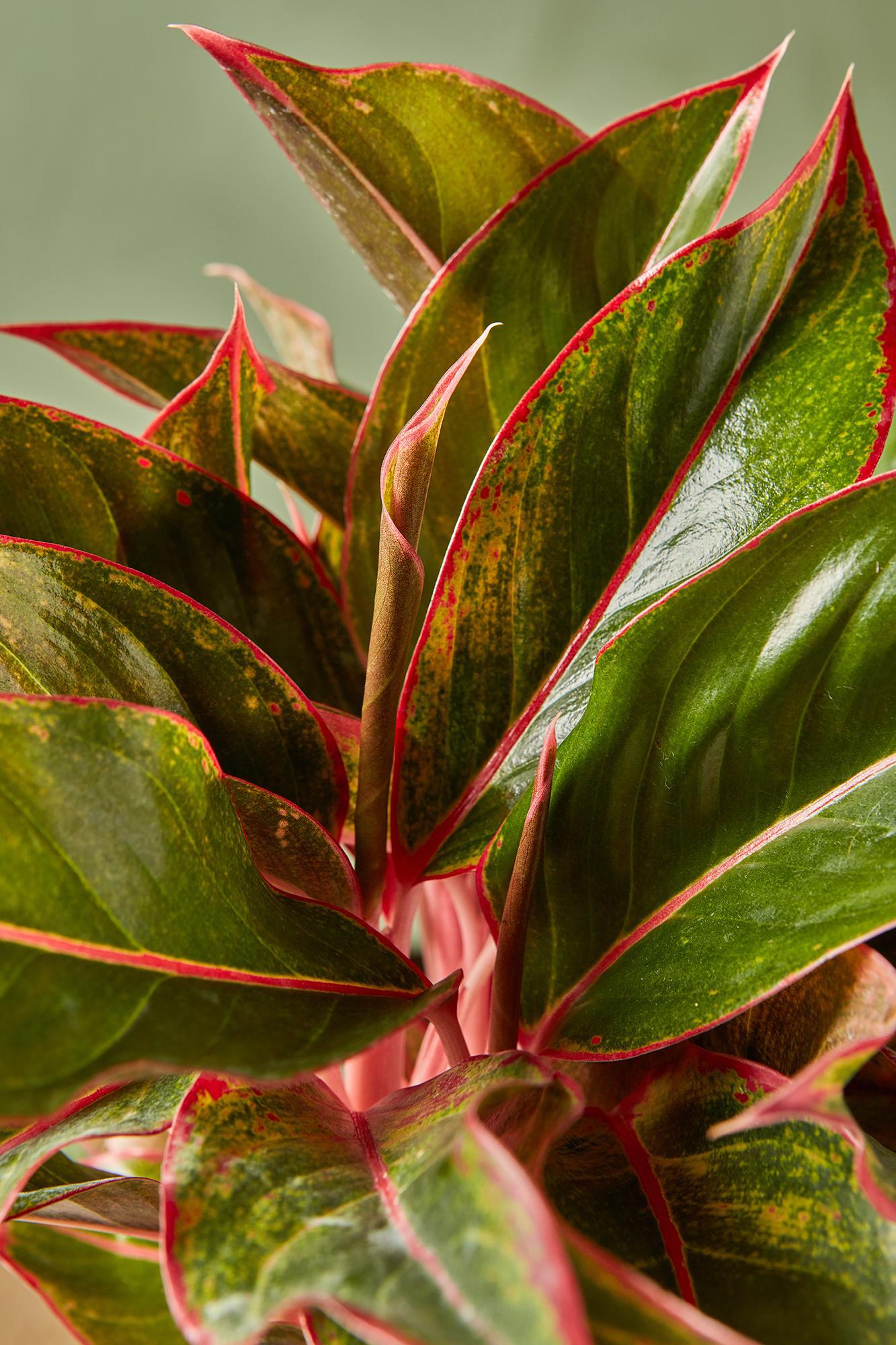 Aglaonema 'Pink Diamond'