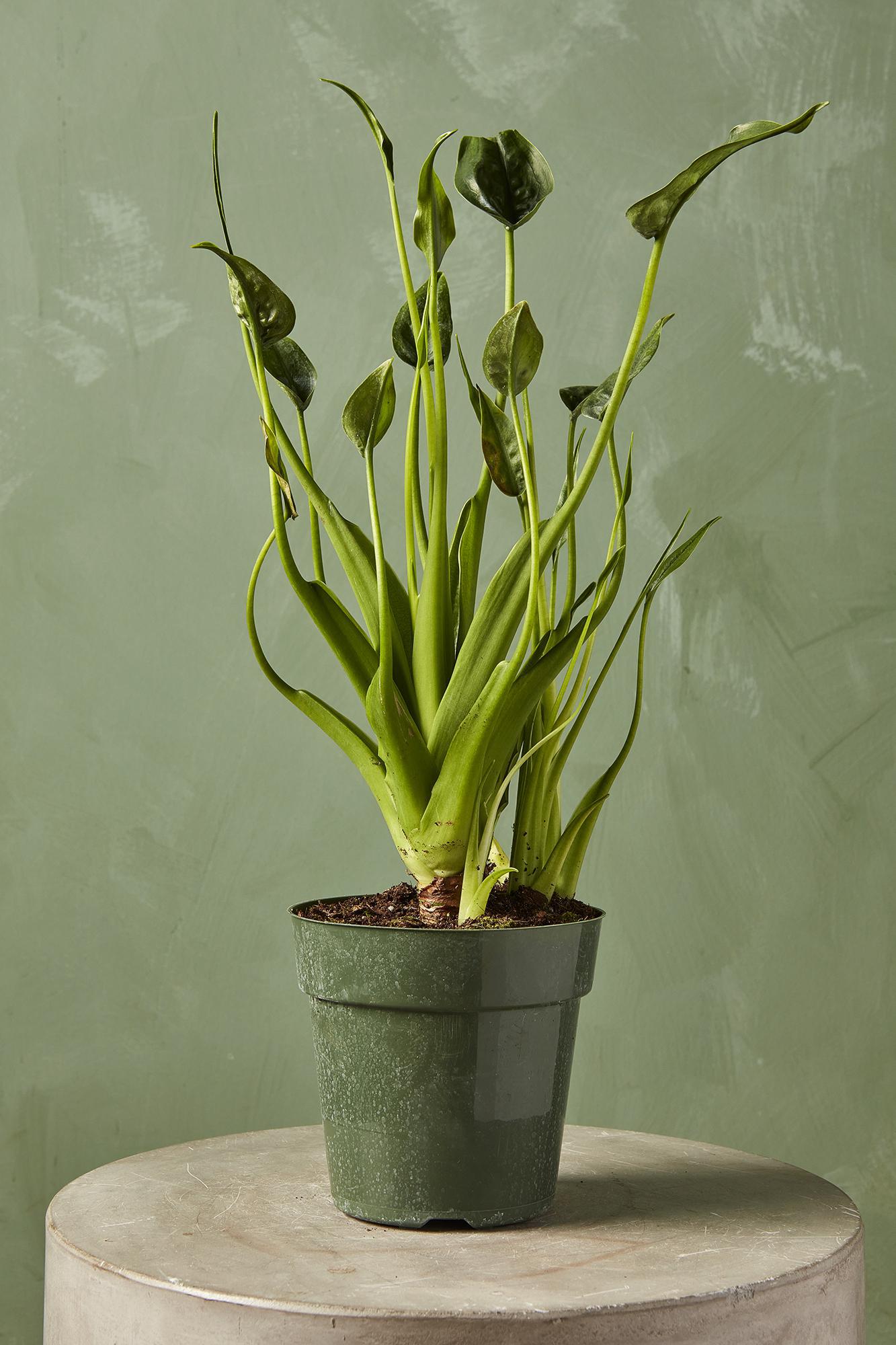 Alocasia 'Tiny Dancer'