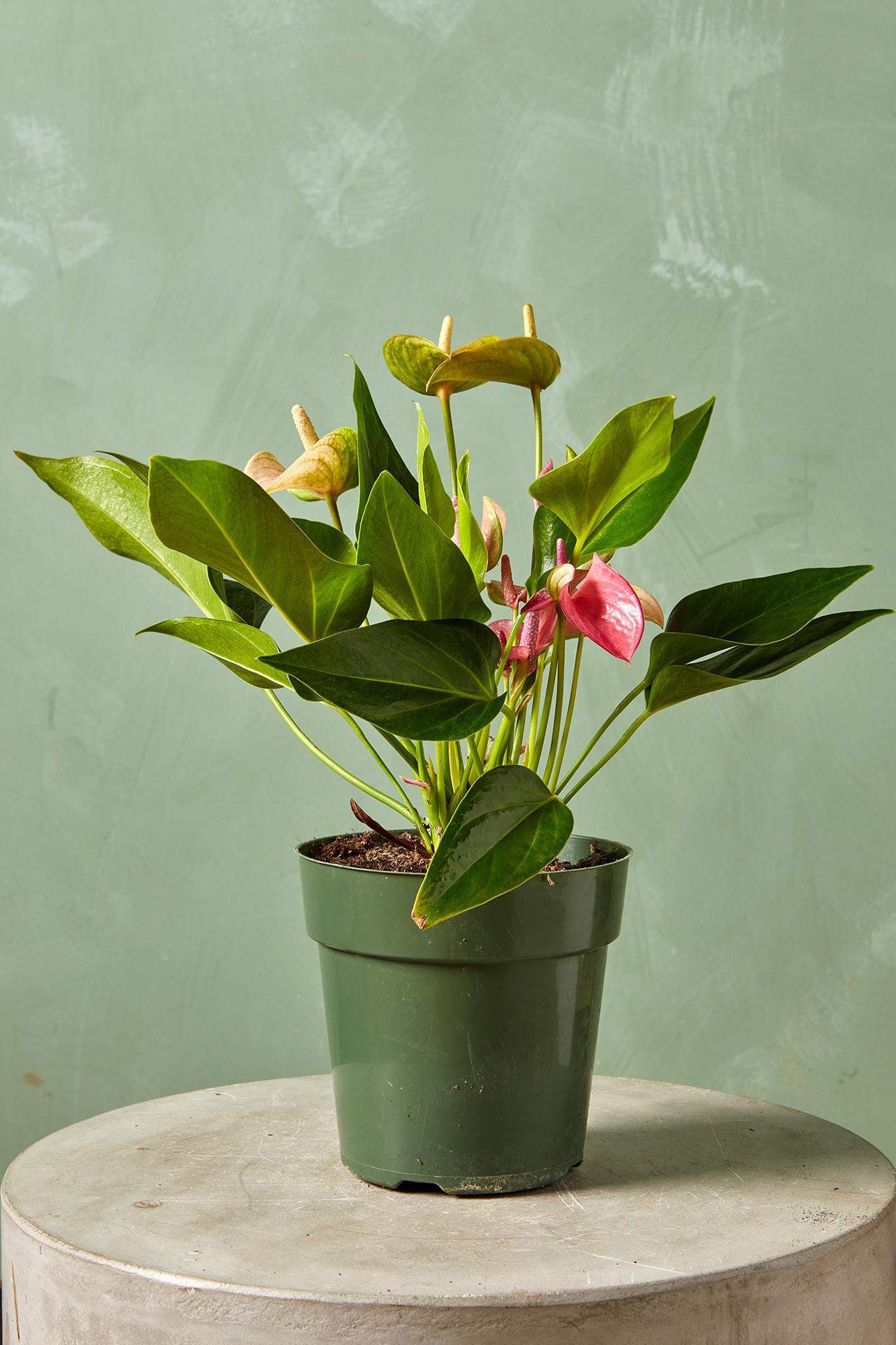 Anthurium 'Cirano'