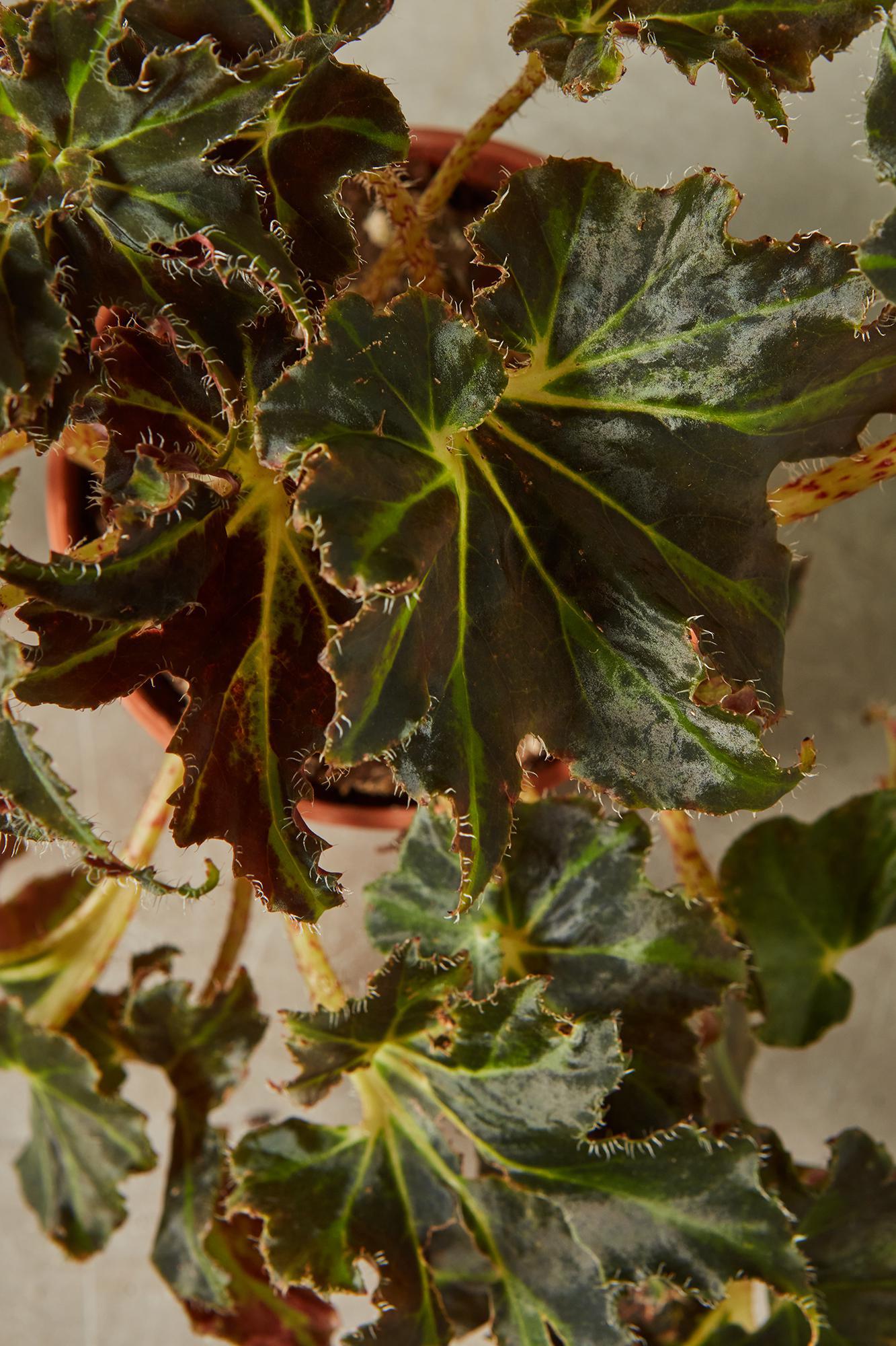 Rex Begonia 'Evy'