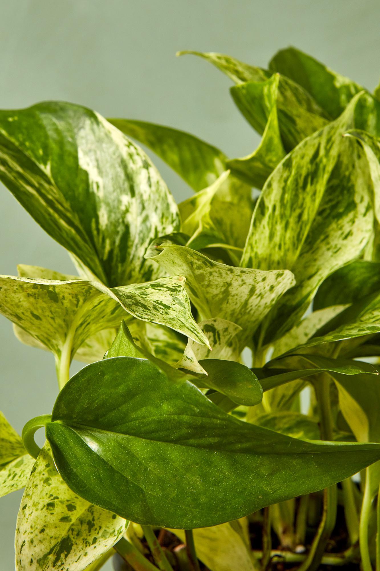 Marble Queen Pothos