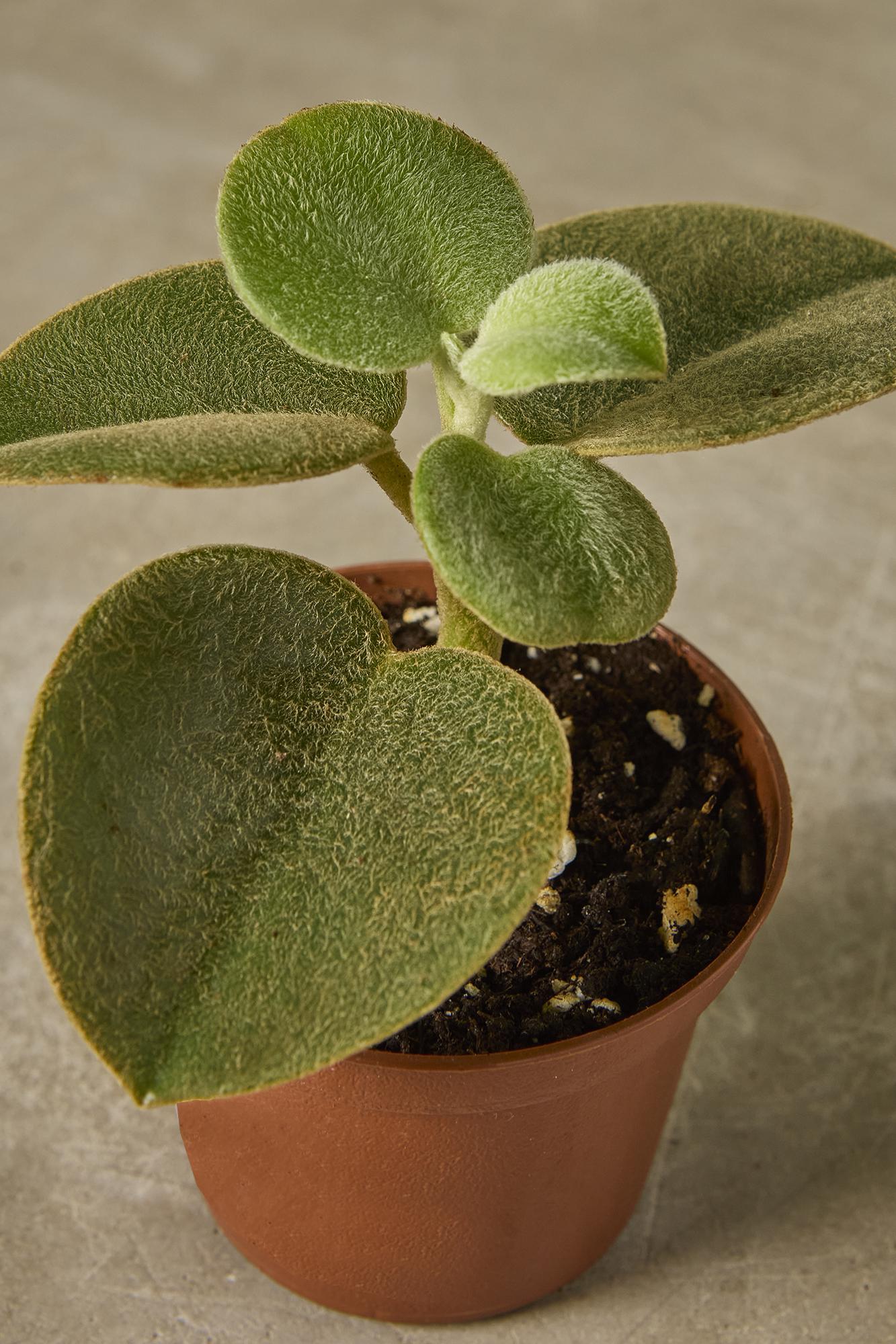 Peperomia incana