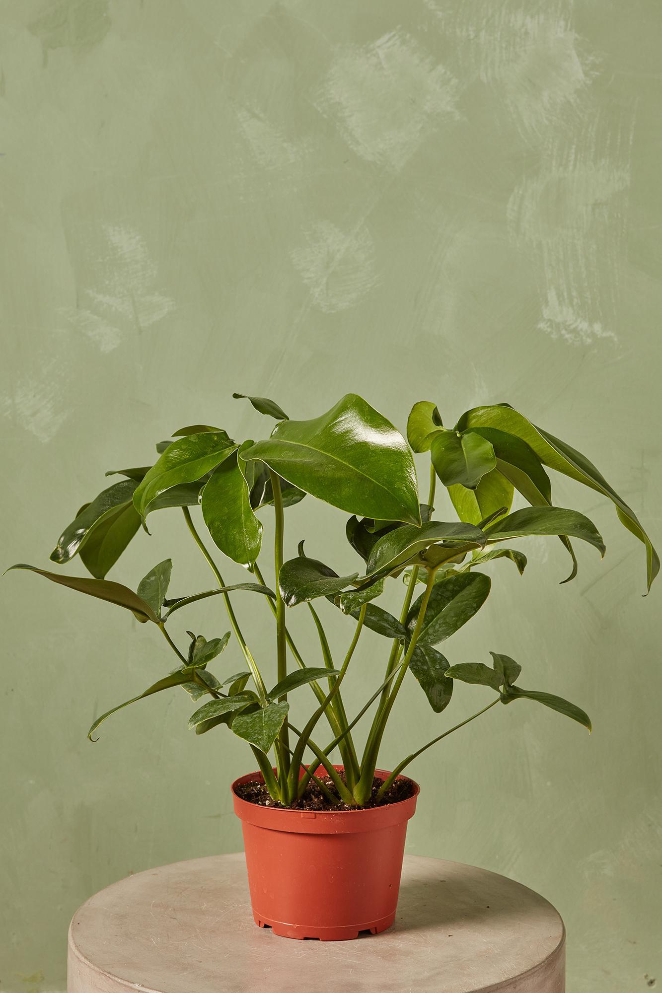 Finger Leaf Philodendron