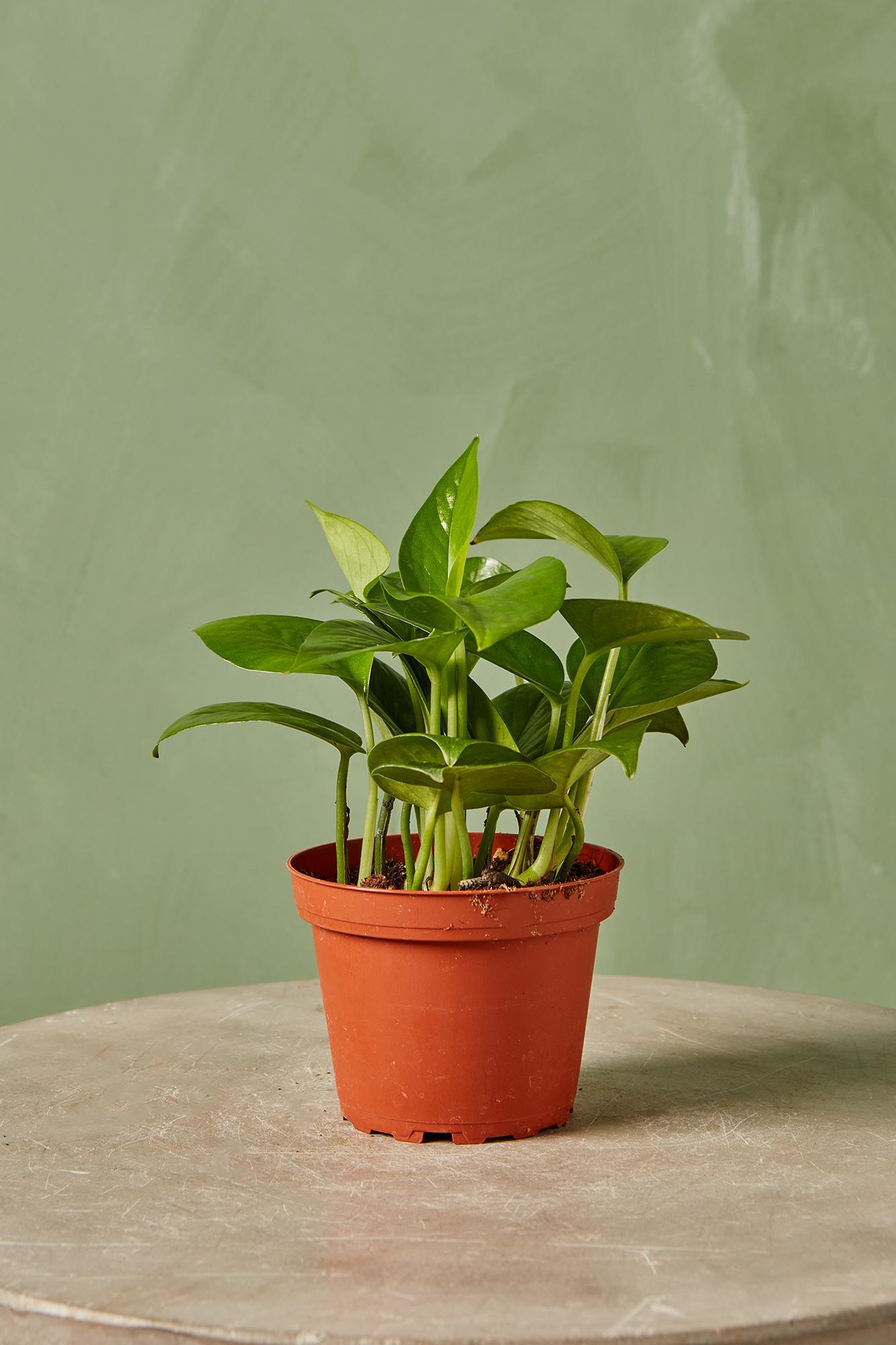 Jade Pothos