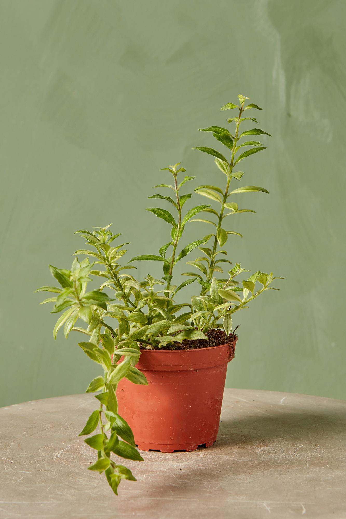 Lipstick Plant 'Bolero Bicolore'