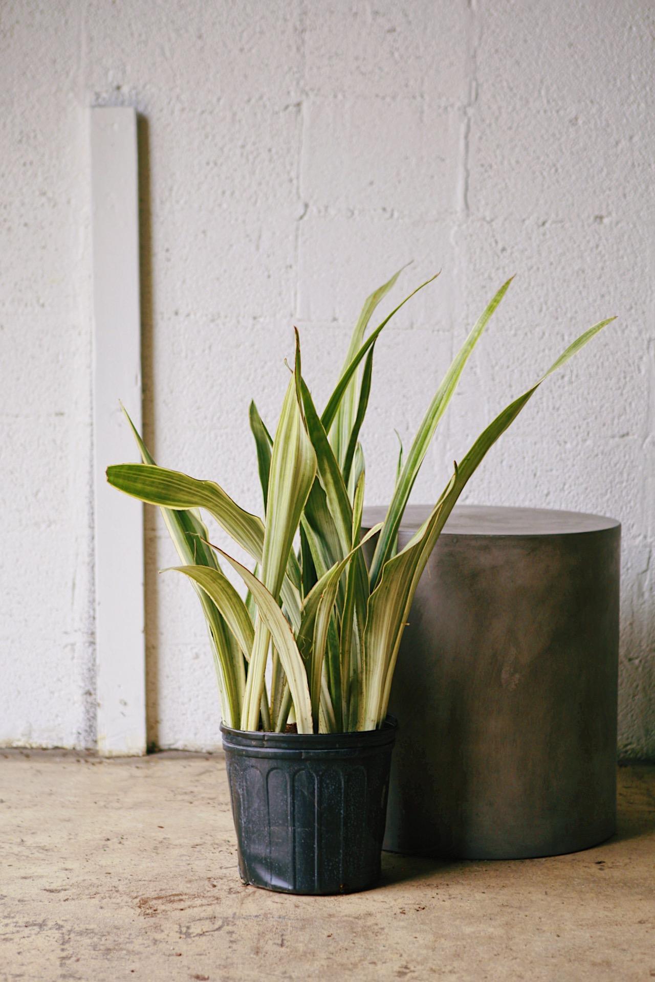 Silver Siam Snake Plant