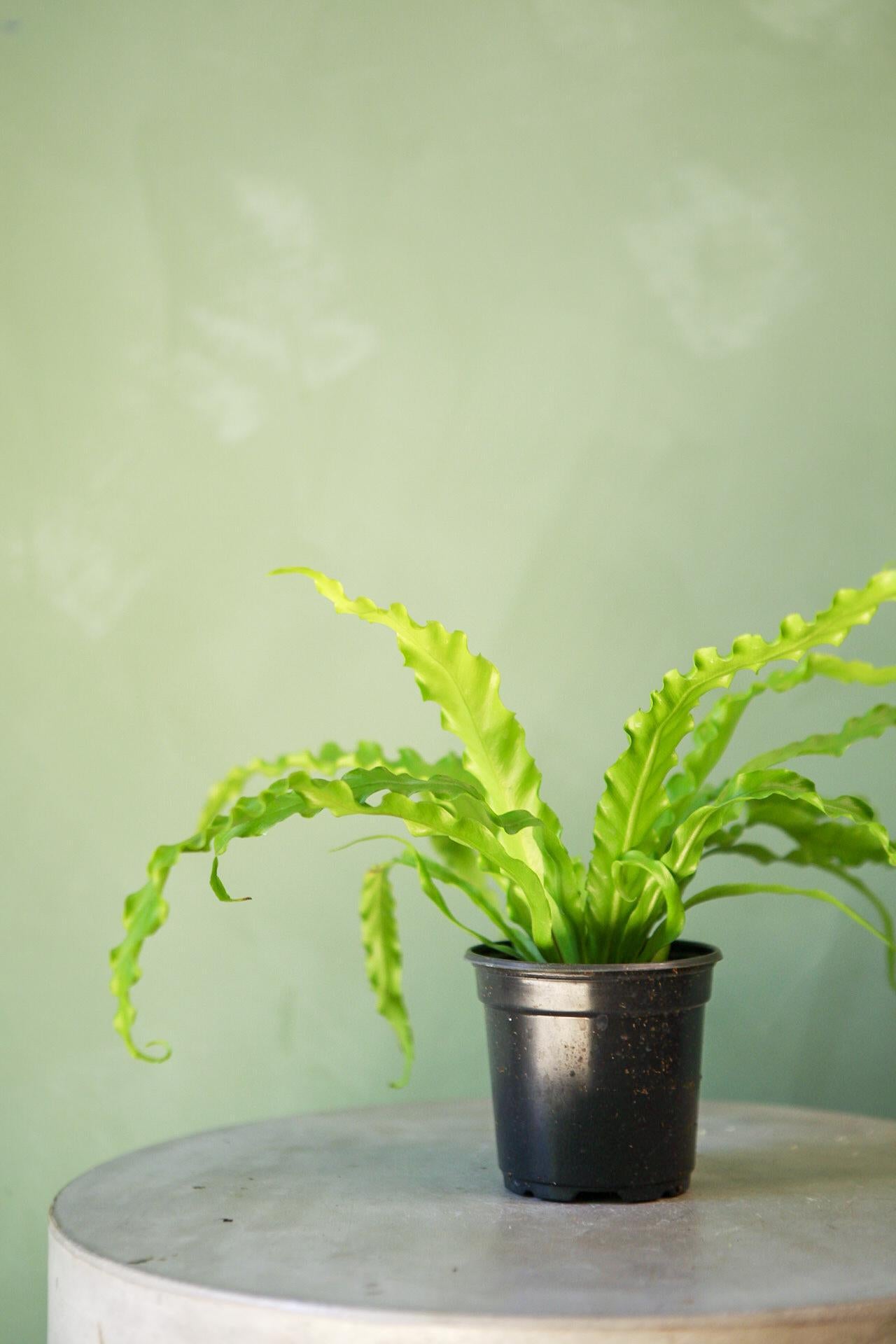 Bird's Nest Fern