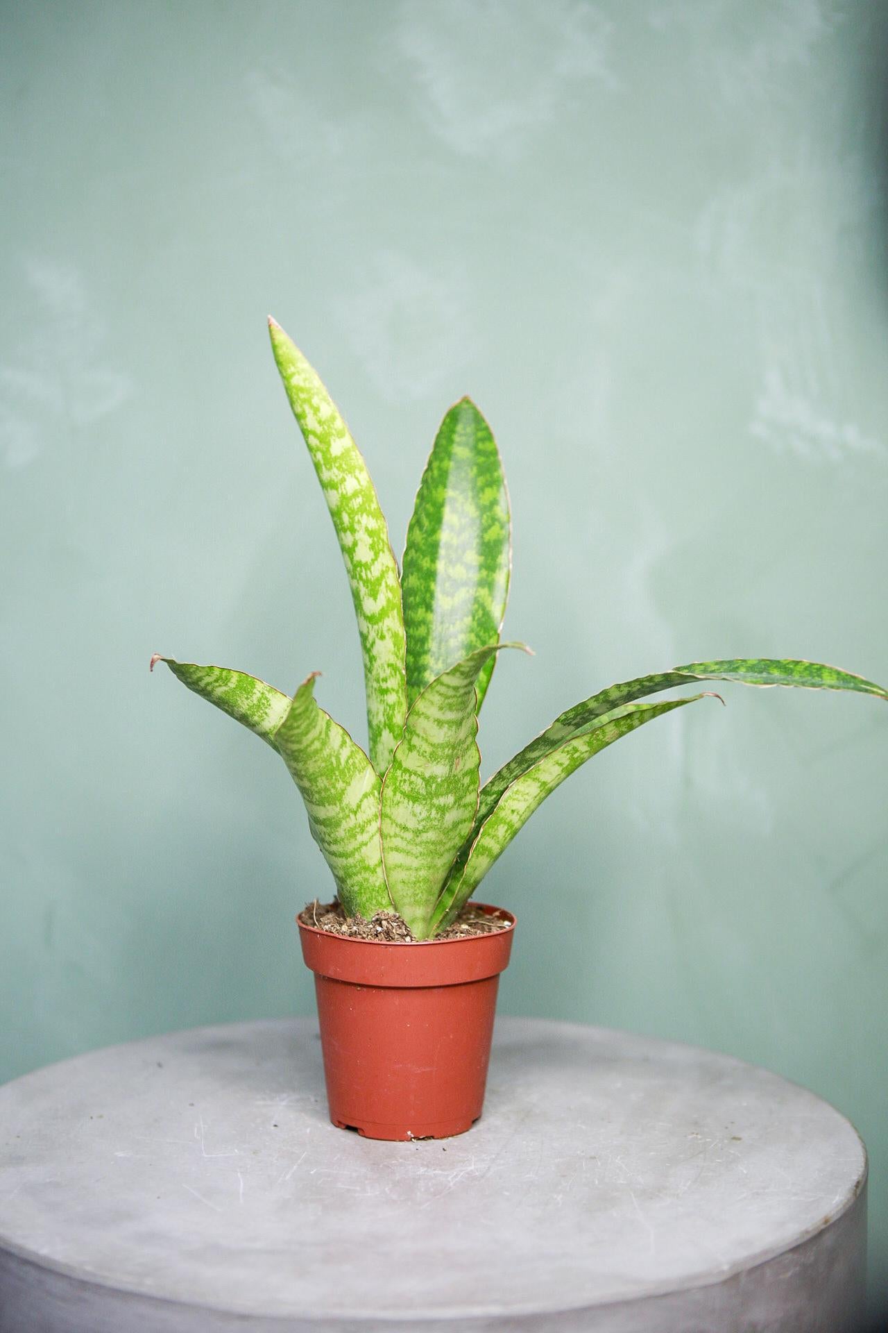 Snake Plant "Jaboa"