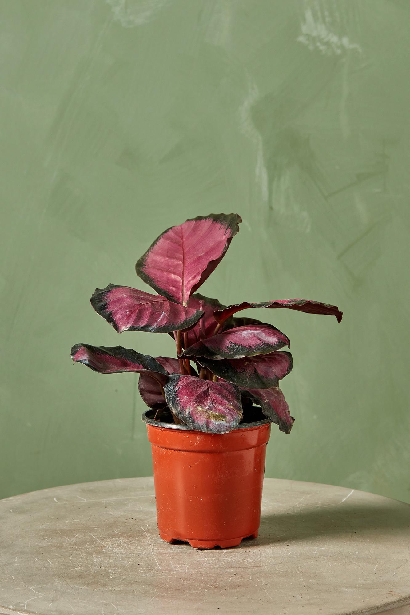 Calathea 'Purple Rose'