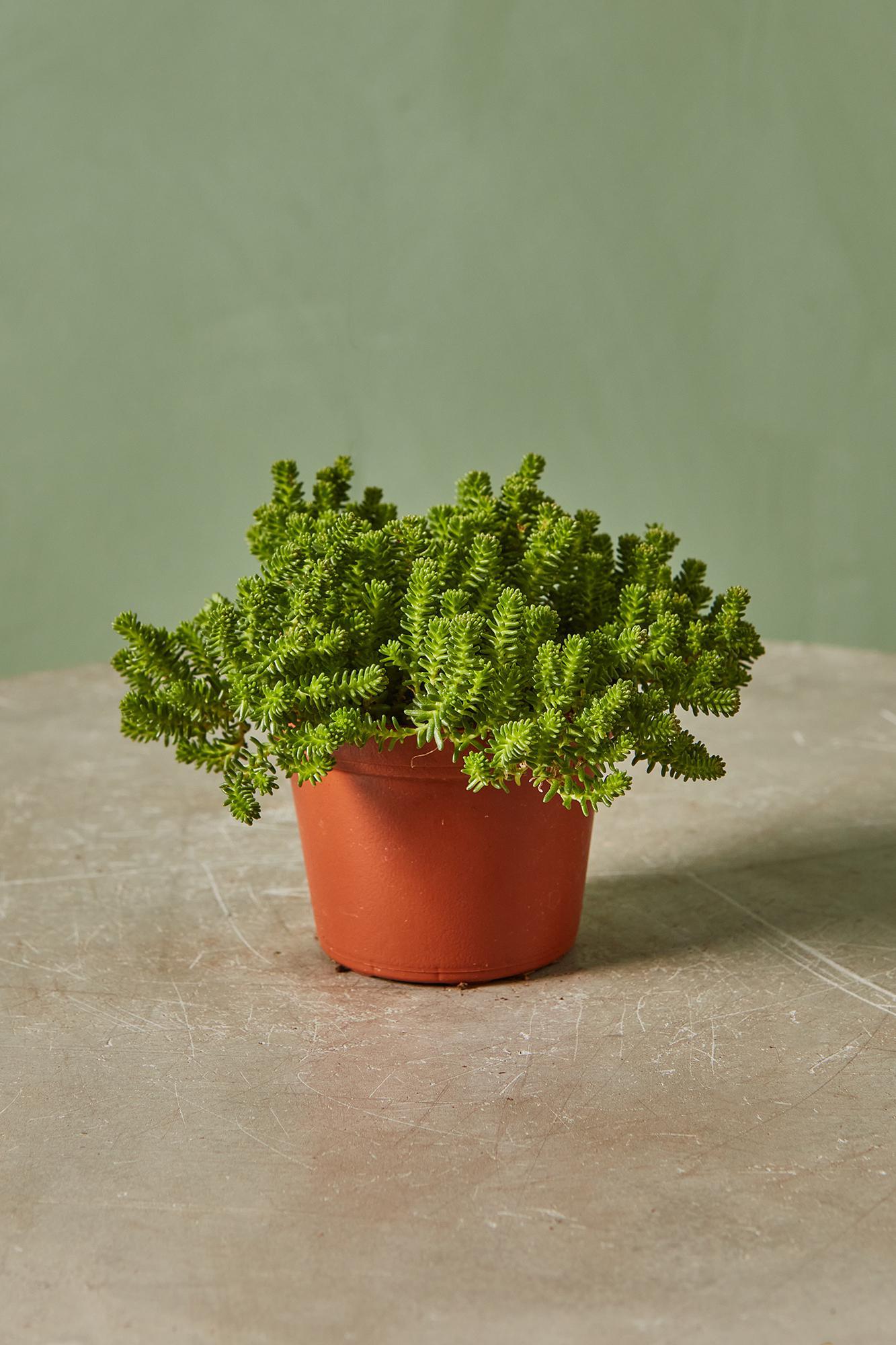 Sedum sexangulare