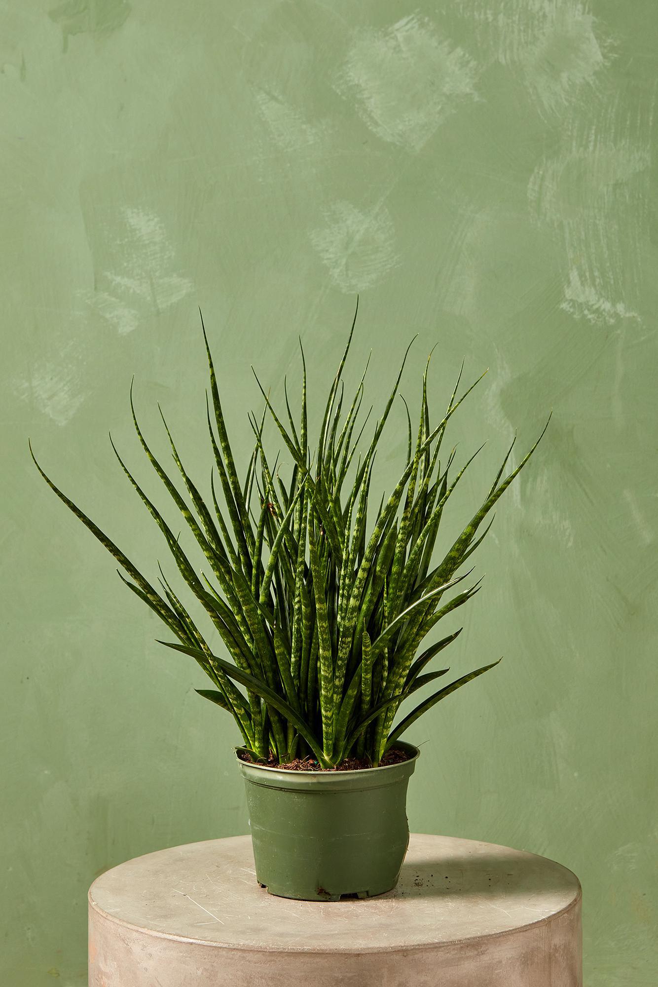 Fernwood Snake Plant