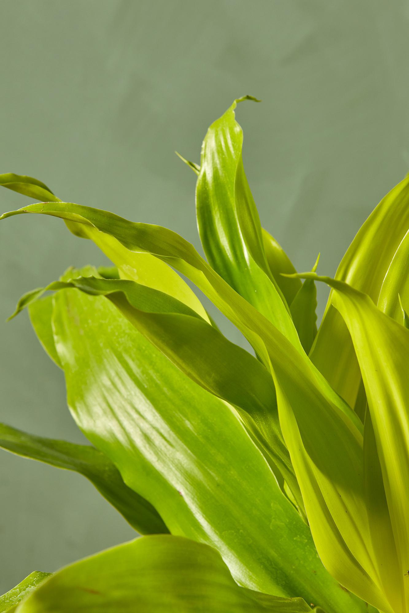 Dracaena 'Limelight'