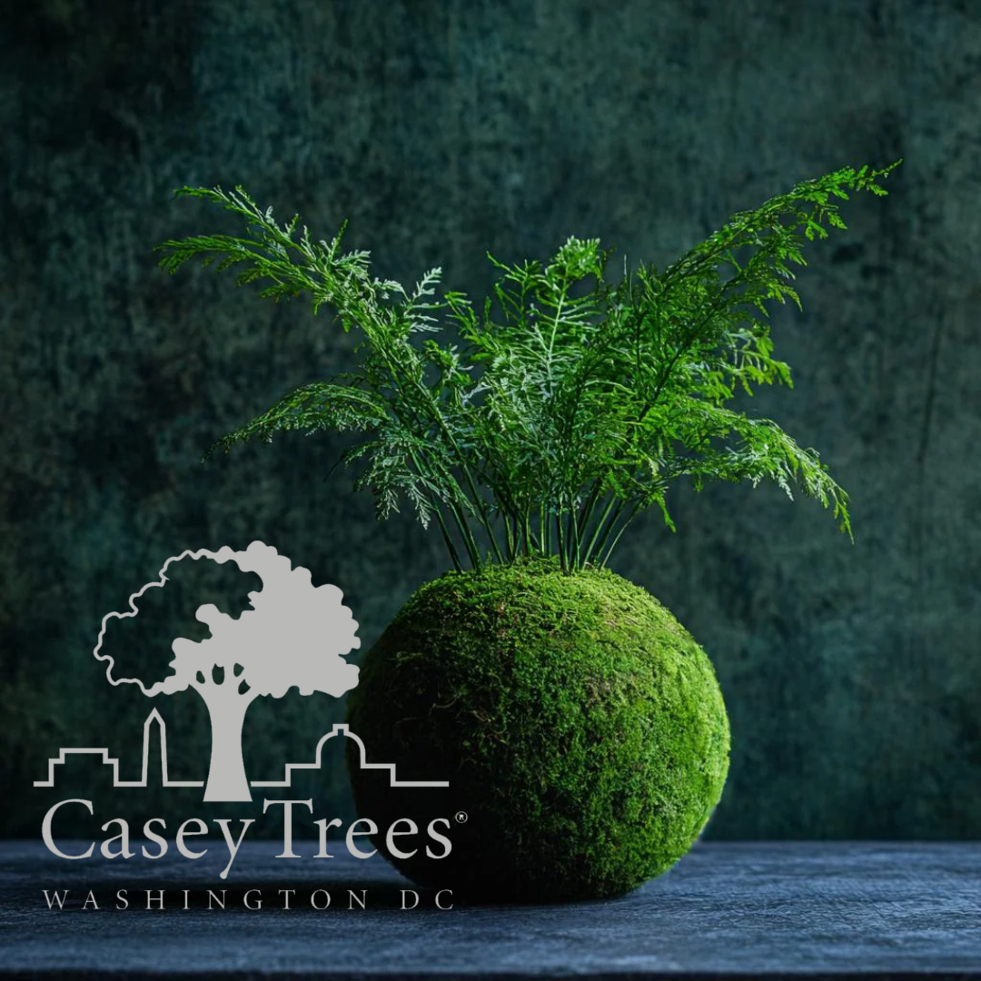 Kokedamas Moss Balls for Casey Trees