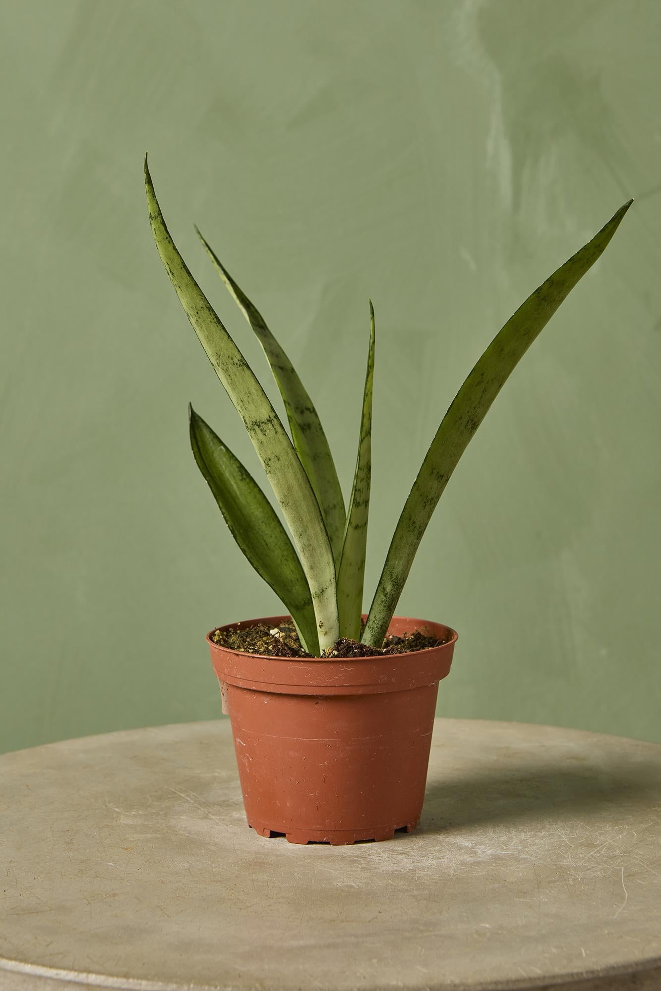 Snake Plant 'Silver Princess'