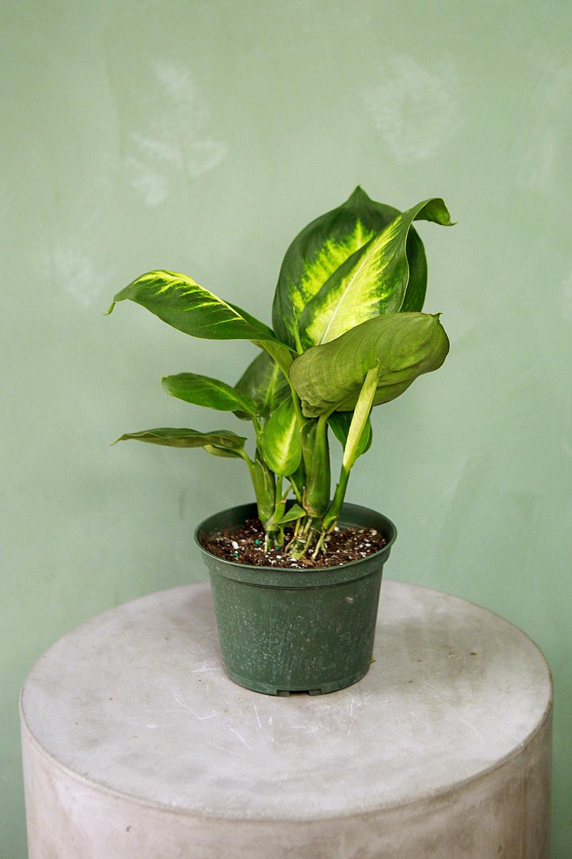 Dieffenbachia 'Tropic Marianne'