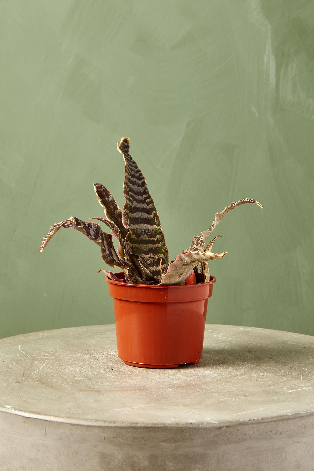 Cryptanthus 'Elaine'